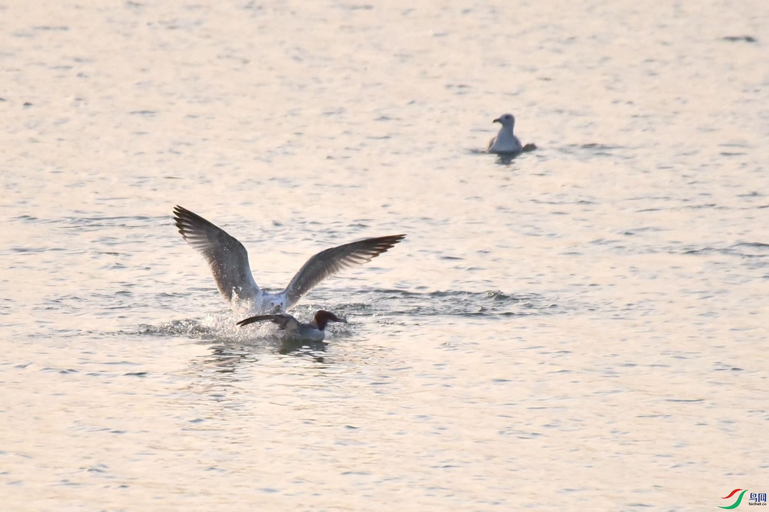 DSC_7968.JPG
