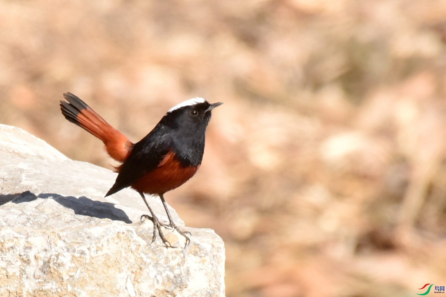 DSC_9378.JPG