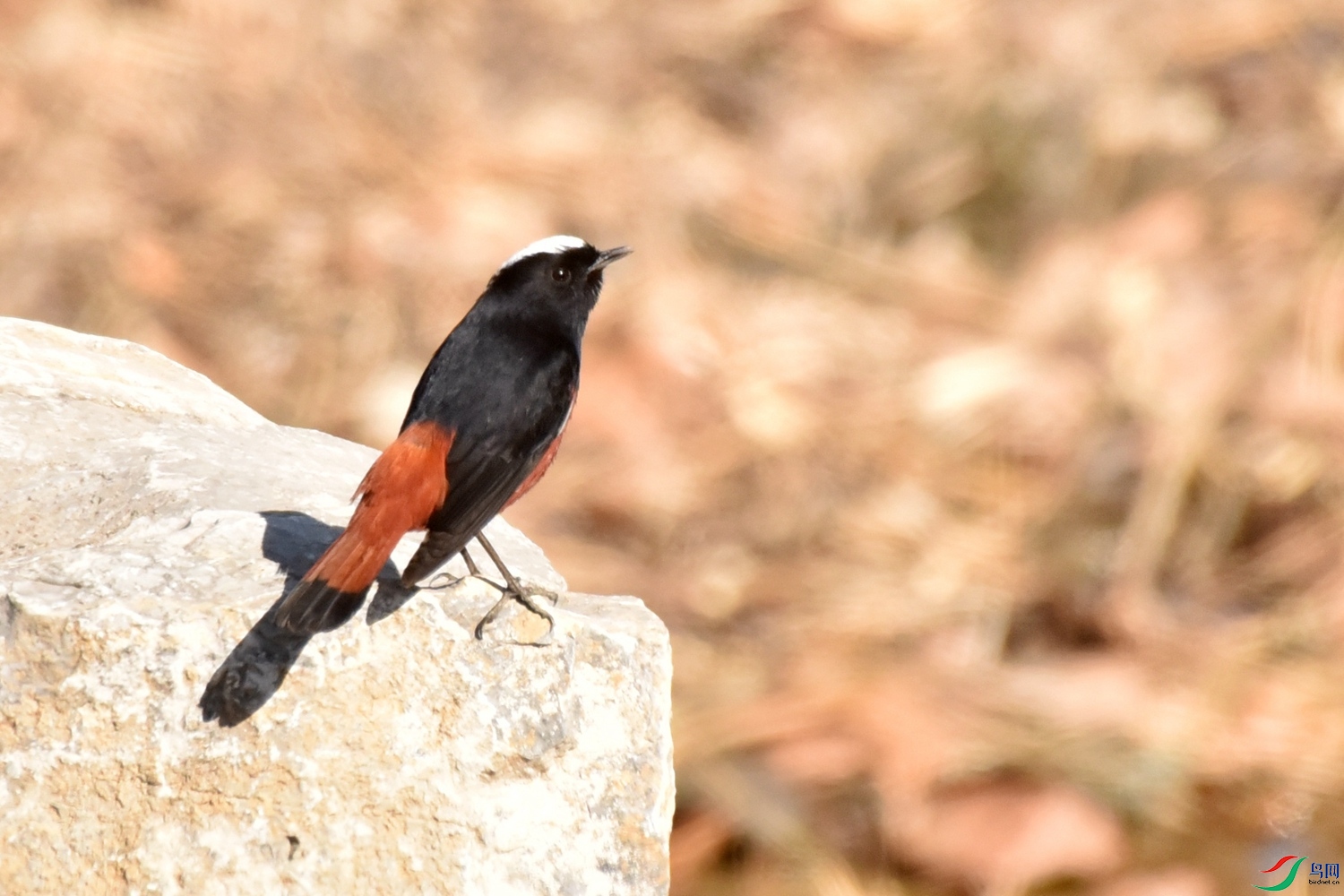 DSC_9365.JPG