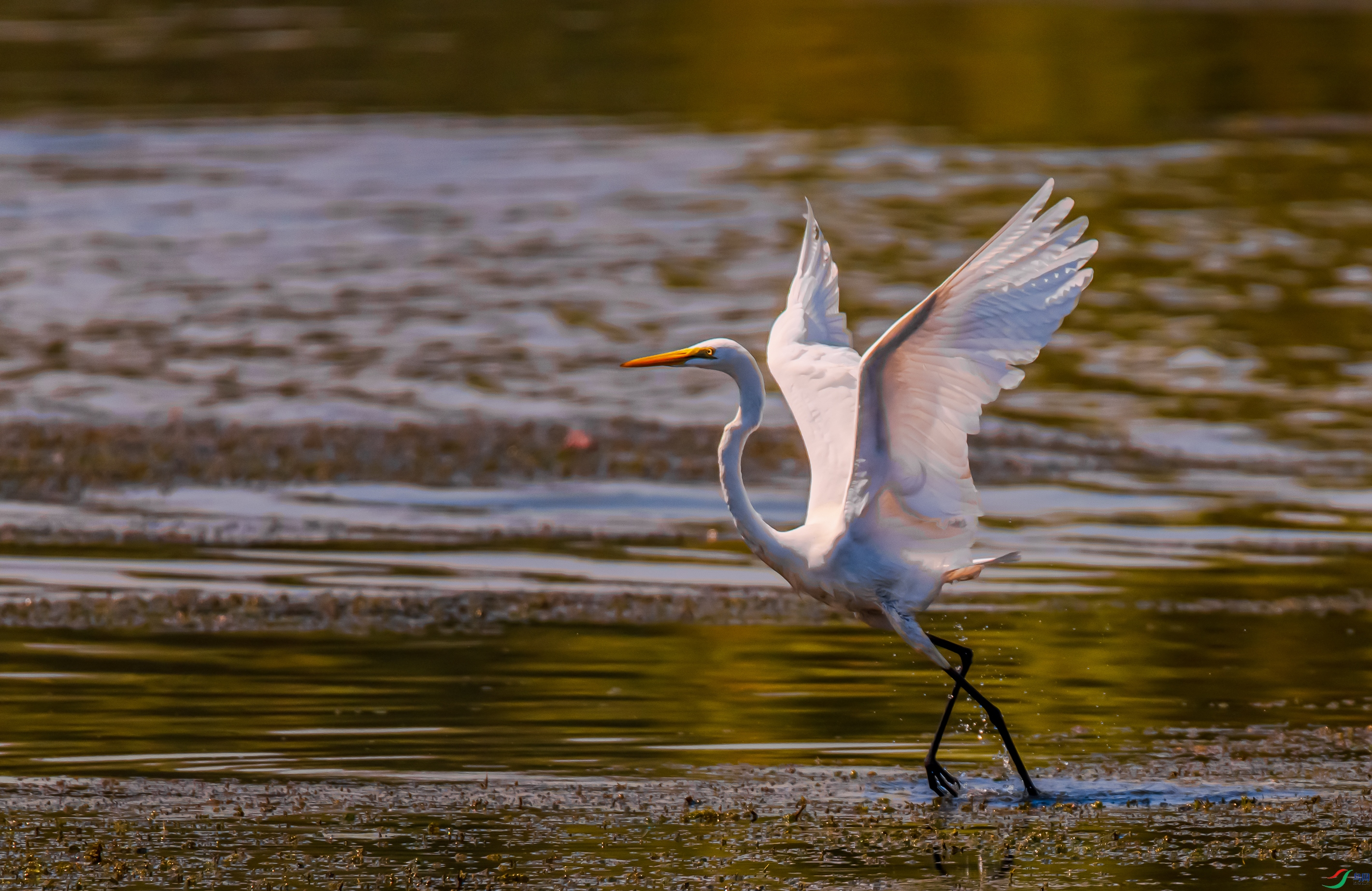 DSC_6105.jpg