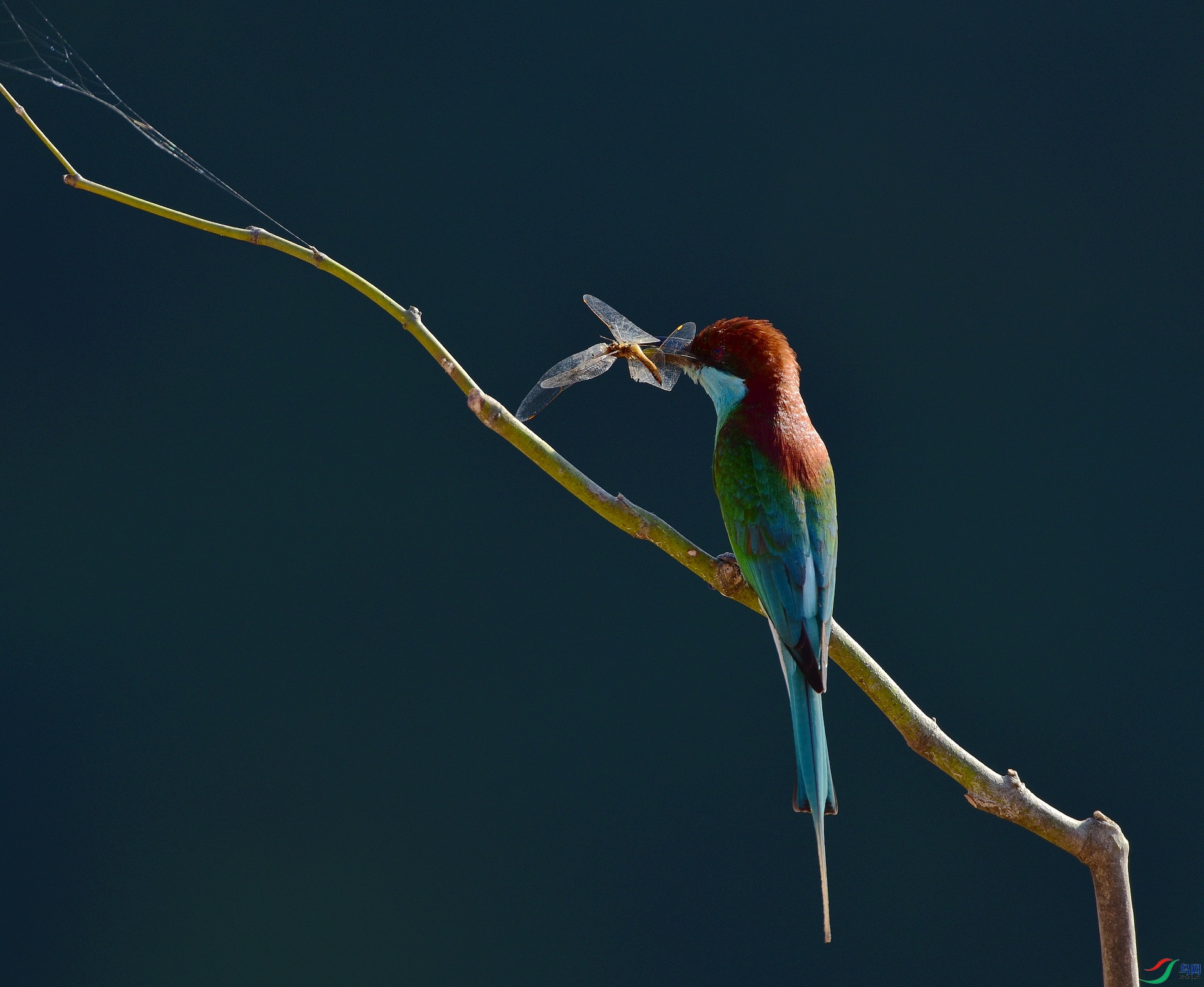 D8I_6904.jpg