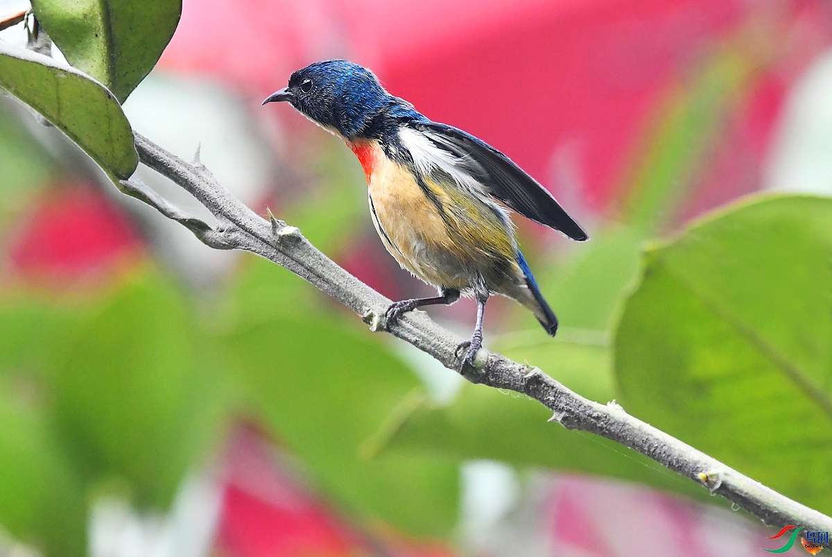 DSC_6621.JPG