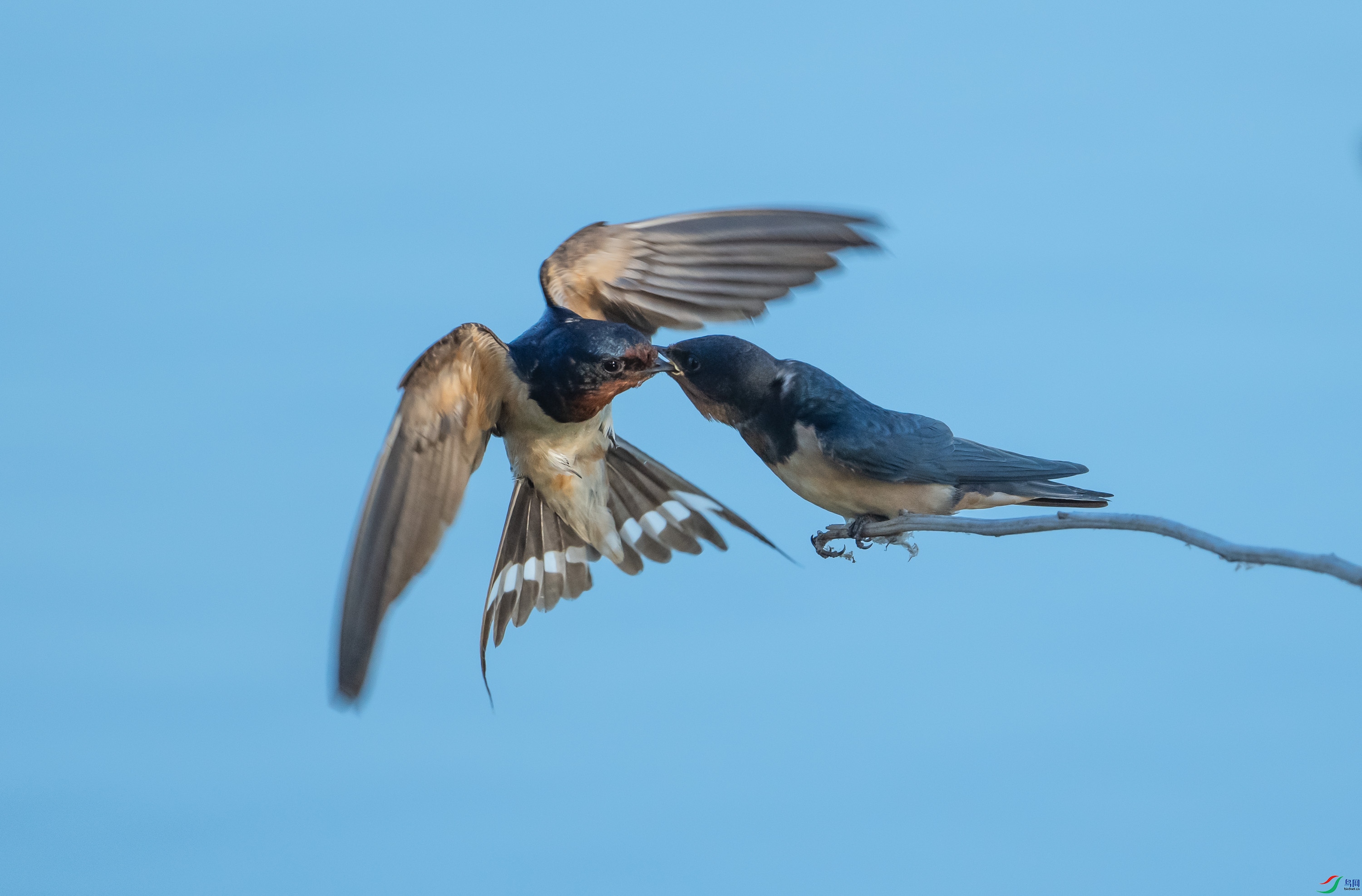 ����ι��