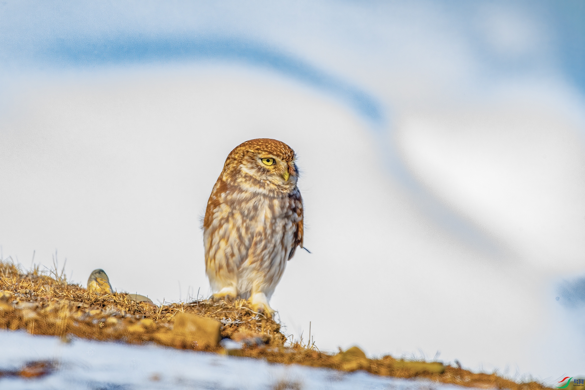 DSC_1604.jpg