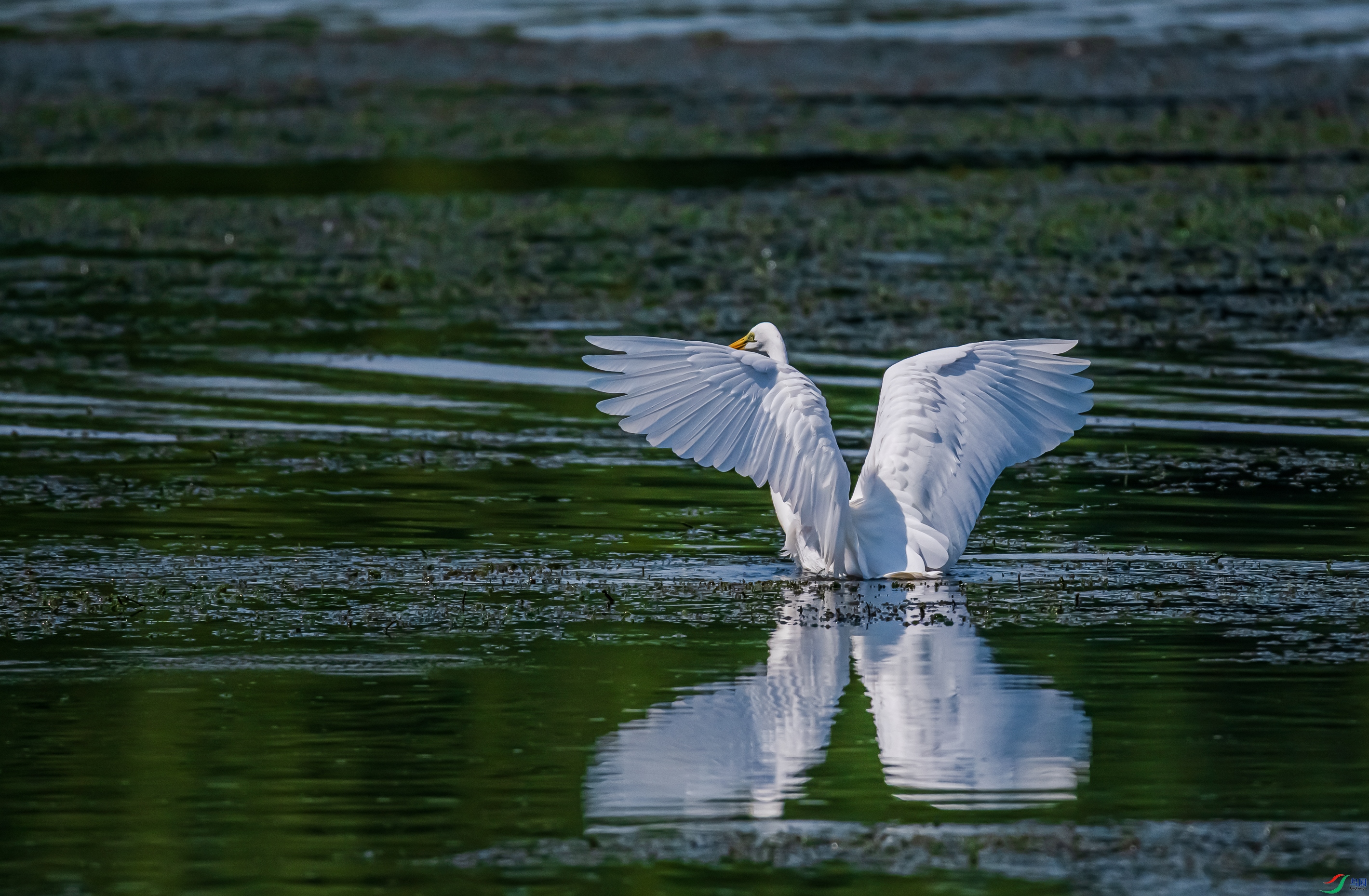 DSC_6121.jpg