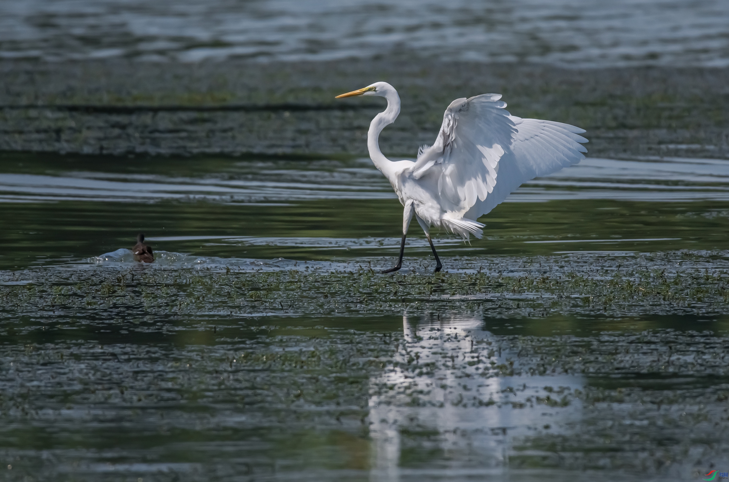 DSC_6111.jpg