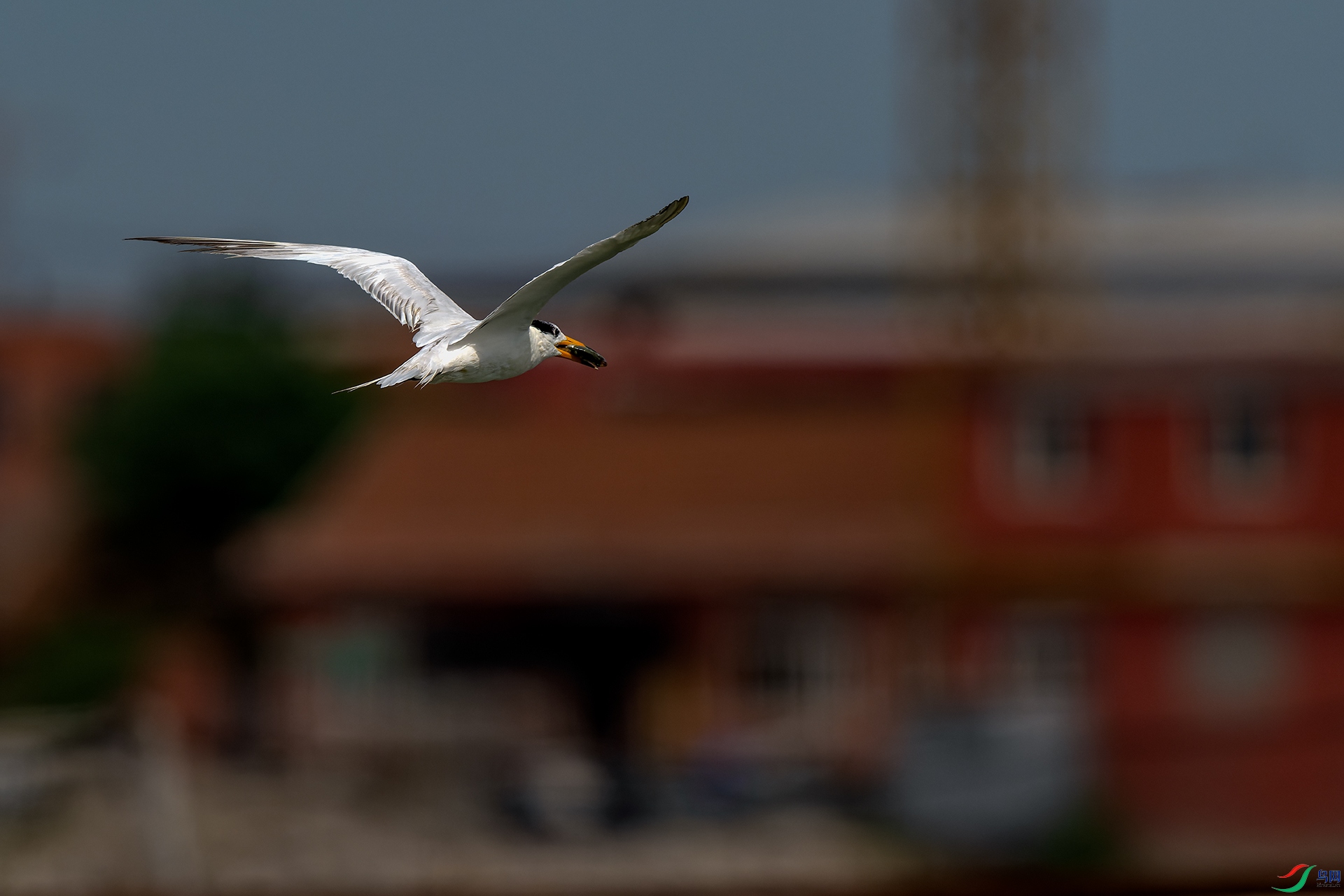 _DSC6059-dng_DxO_DeepPRIMEС.jpg