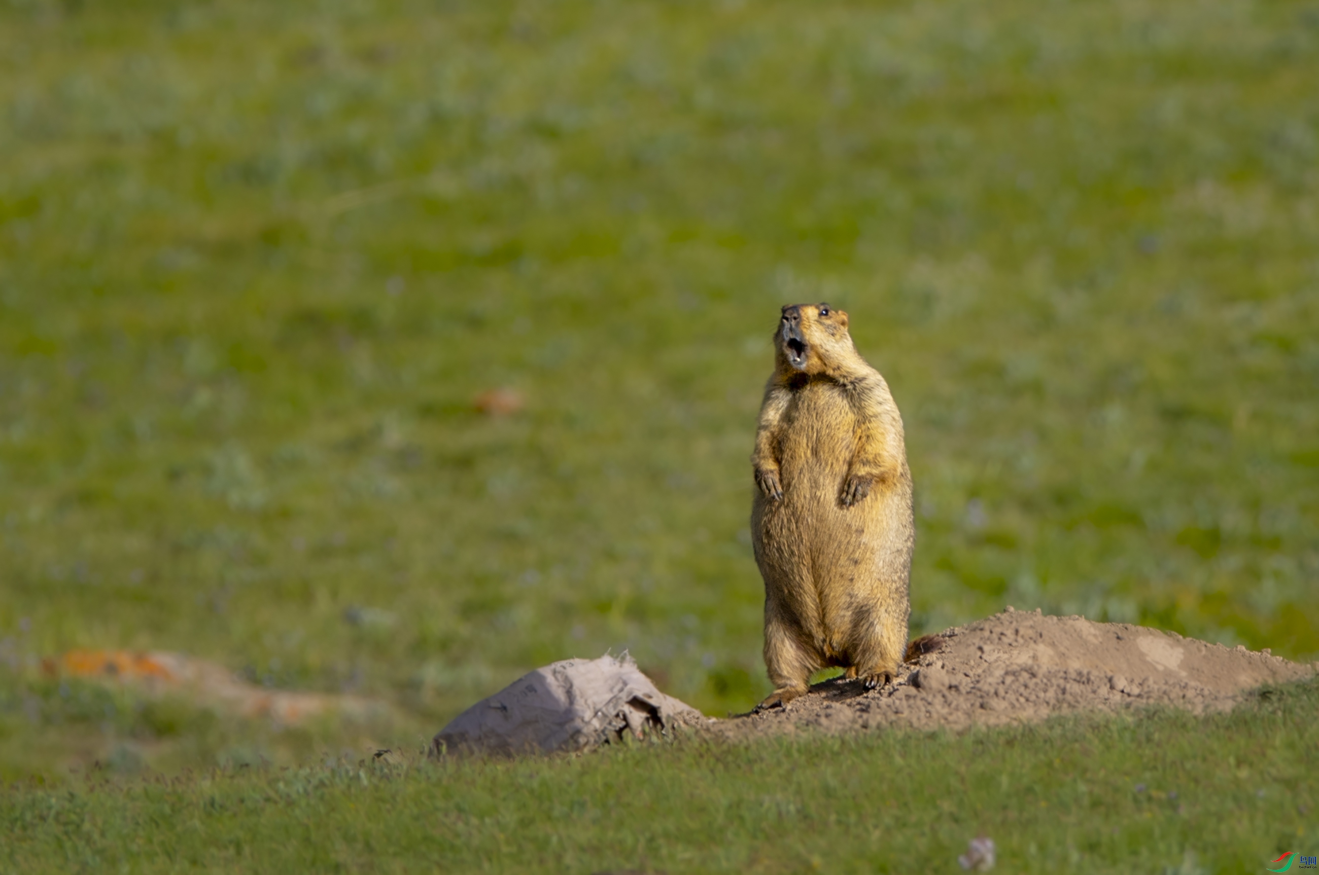 DSC_6368��.......JPG