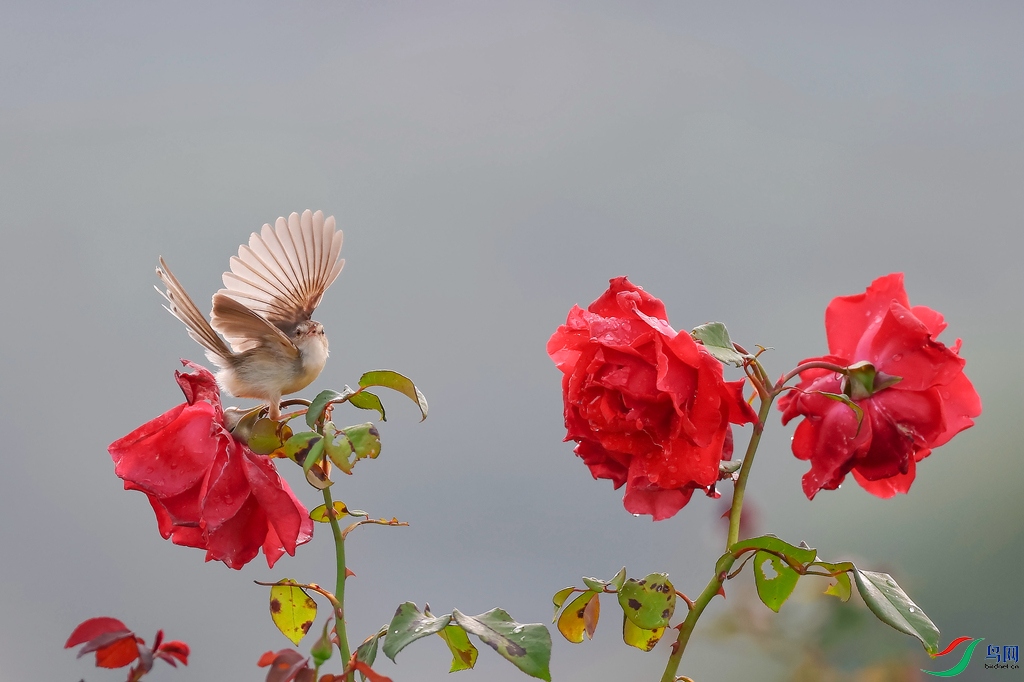 0E2A1545 ����_����.jpg