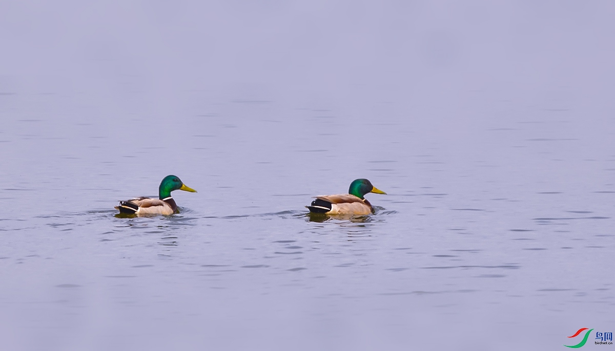 DSC_6384.JPG
