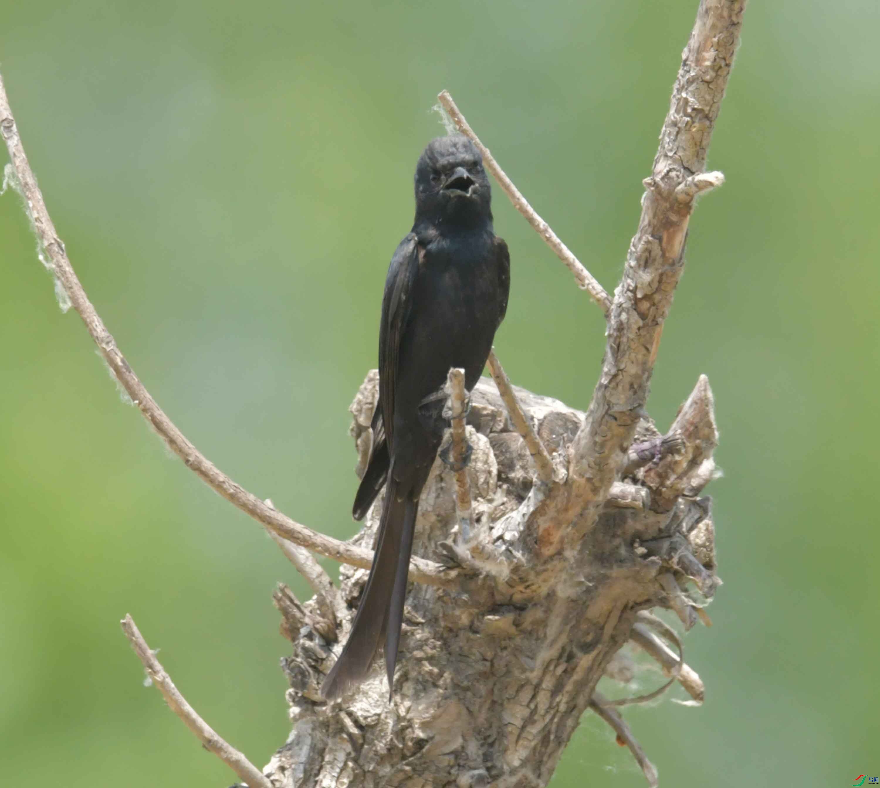DSC_4322.JPG