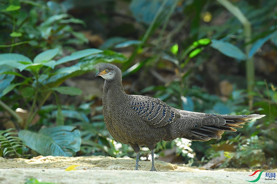 DSC_1349_DxOa.jpg