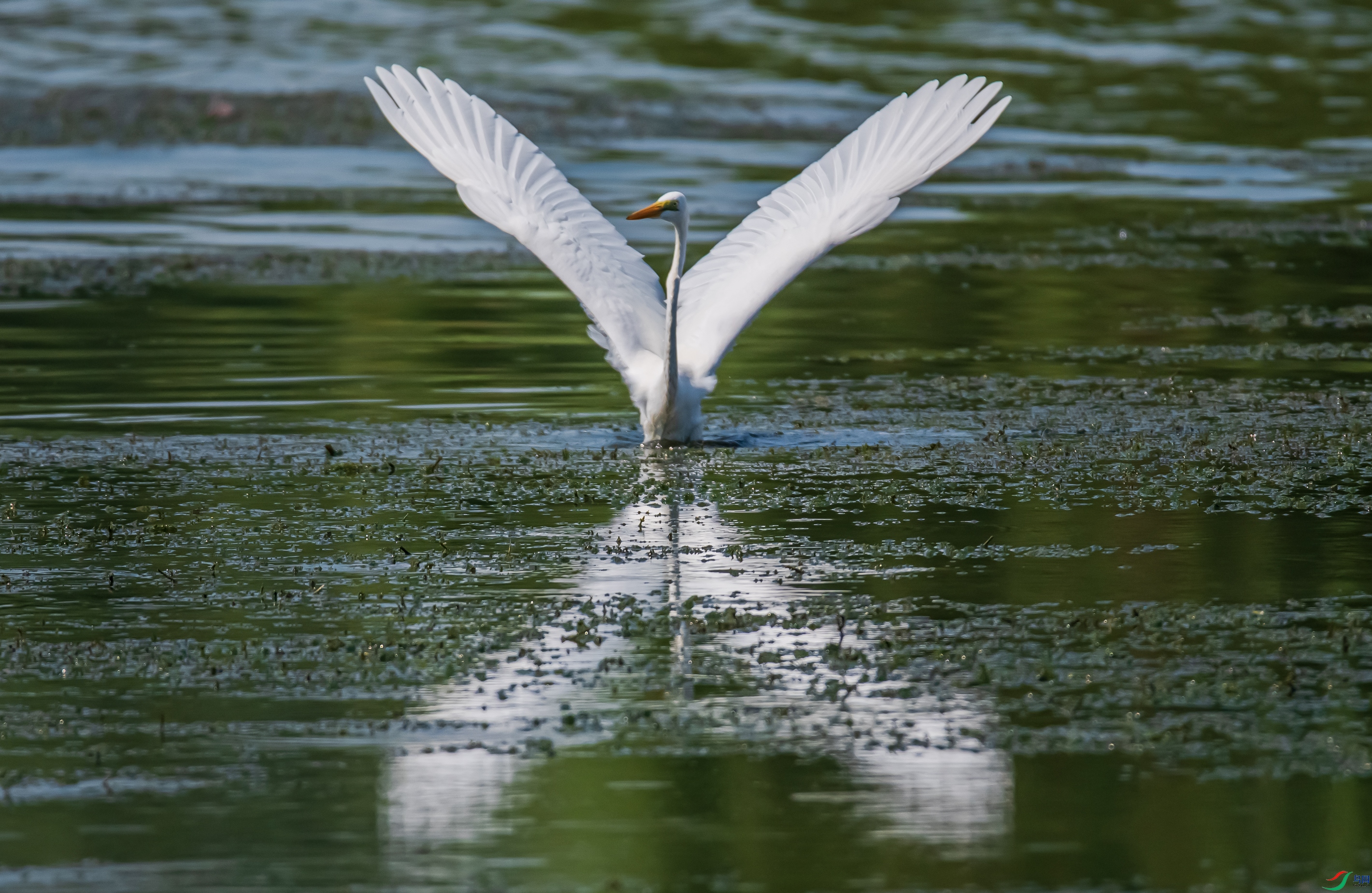 DSC_6102.jpg