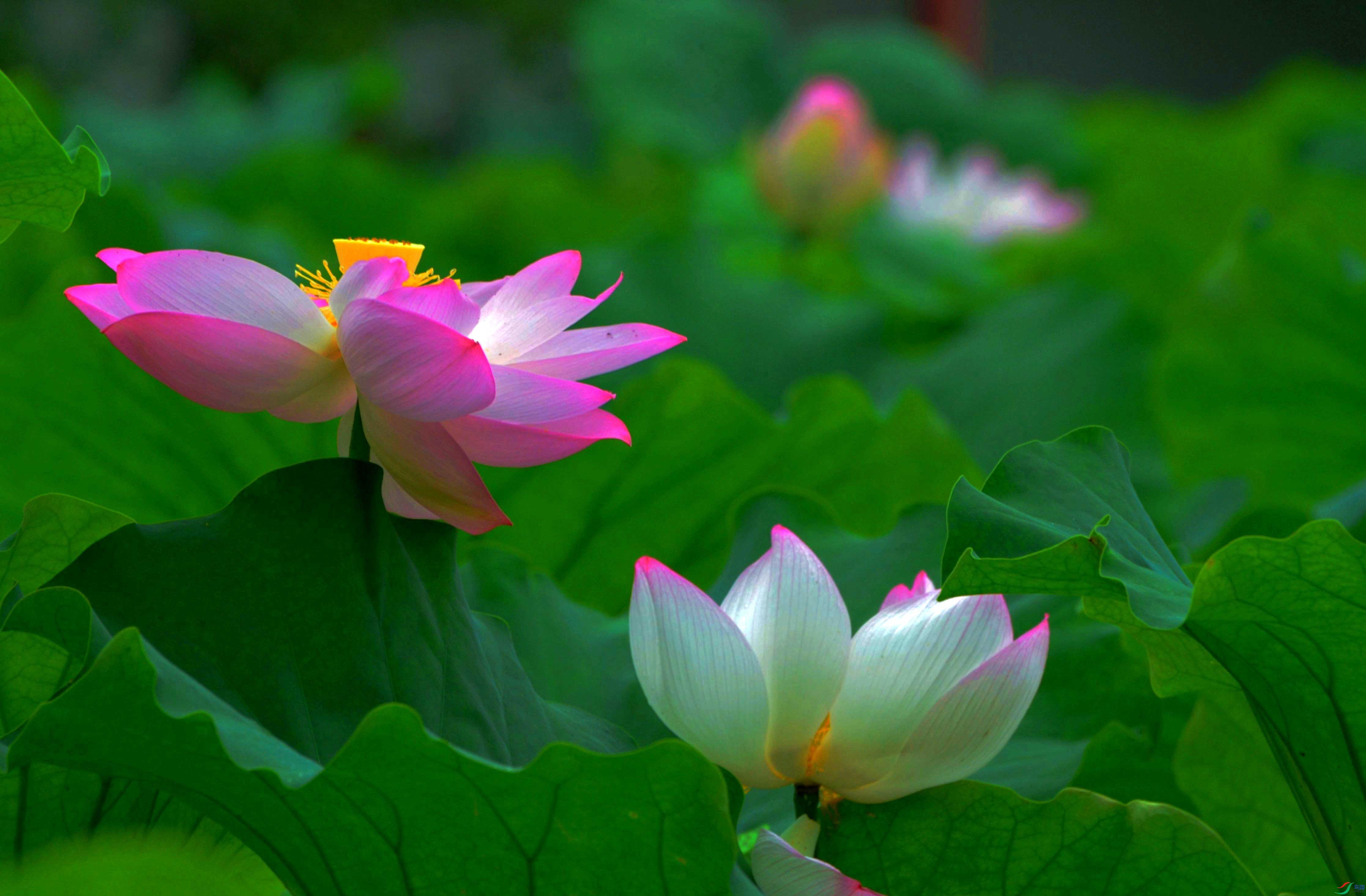 ���Ƭ 0478.jpg