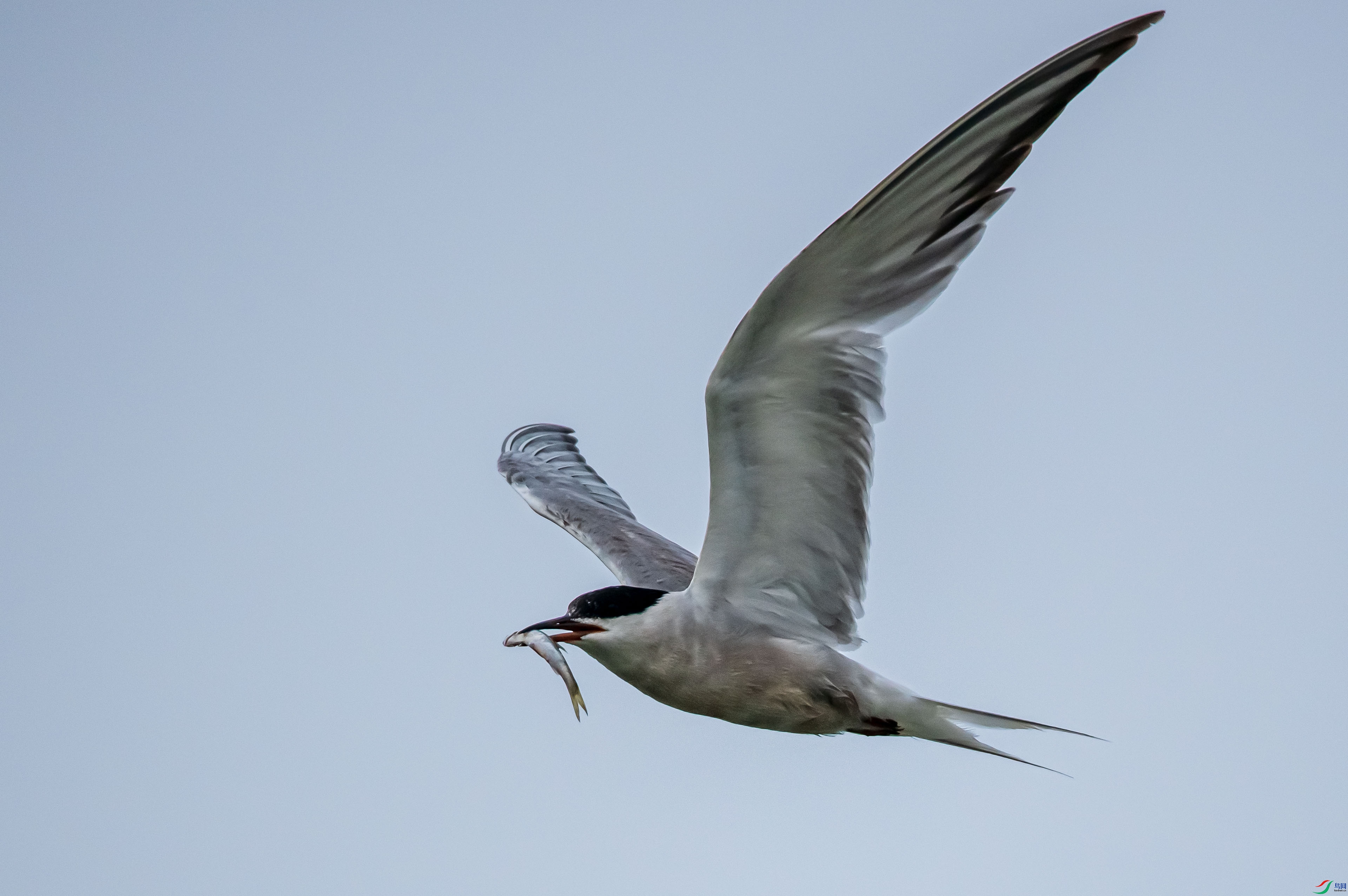 DSC_3755.jpg