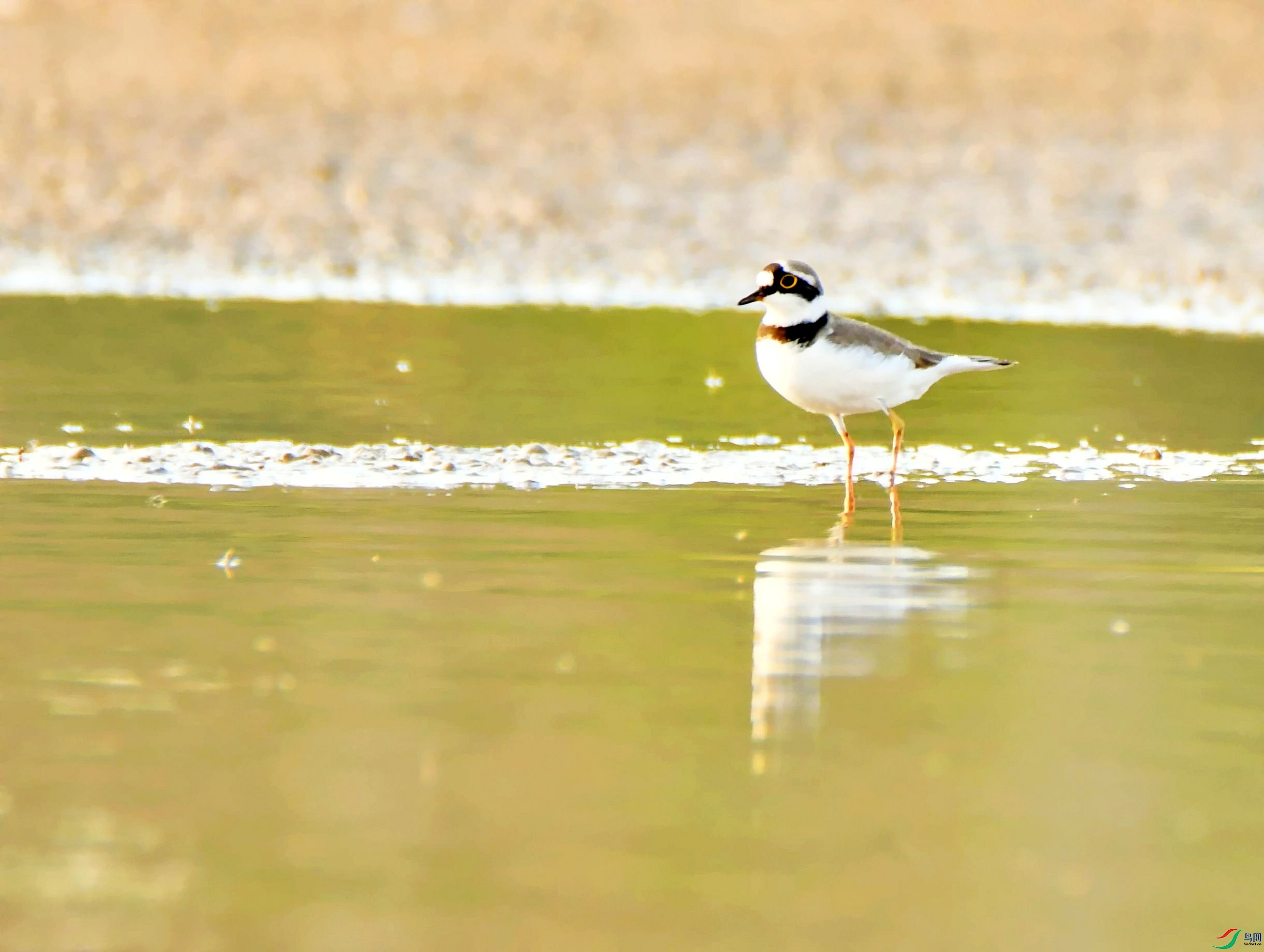 DSC_6236_����_conew1.jpg