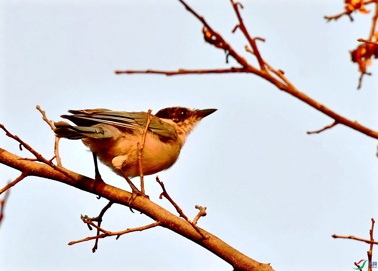 DSC_8148_����_conew1.jpg