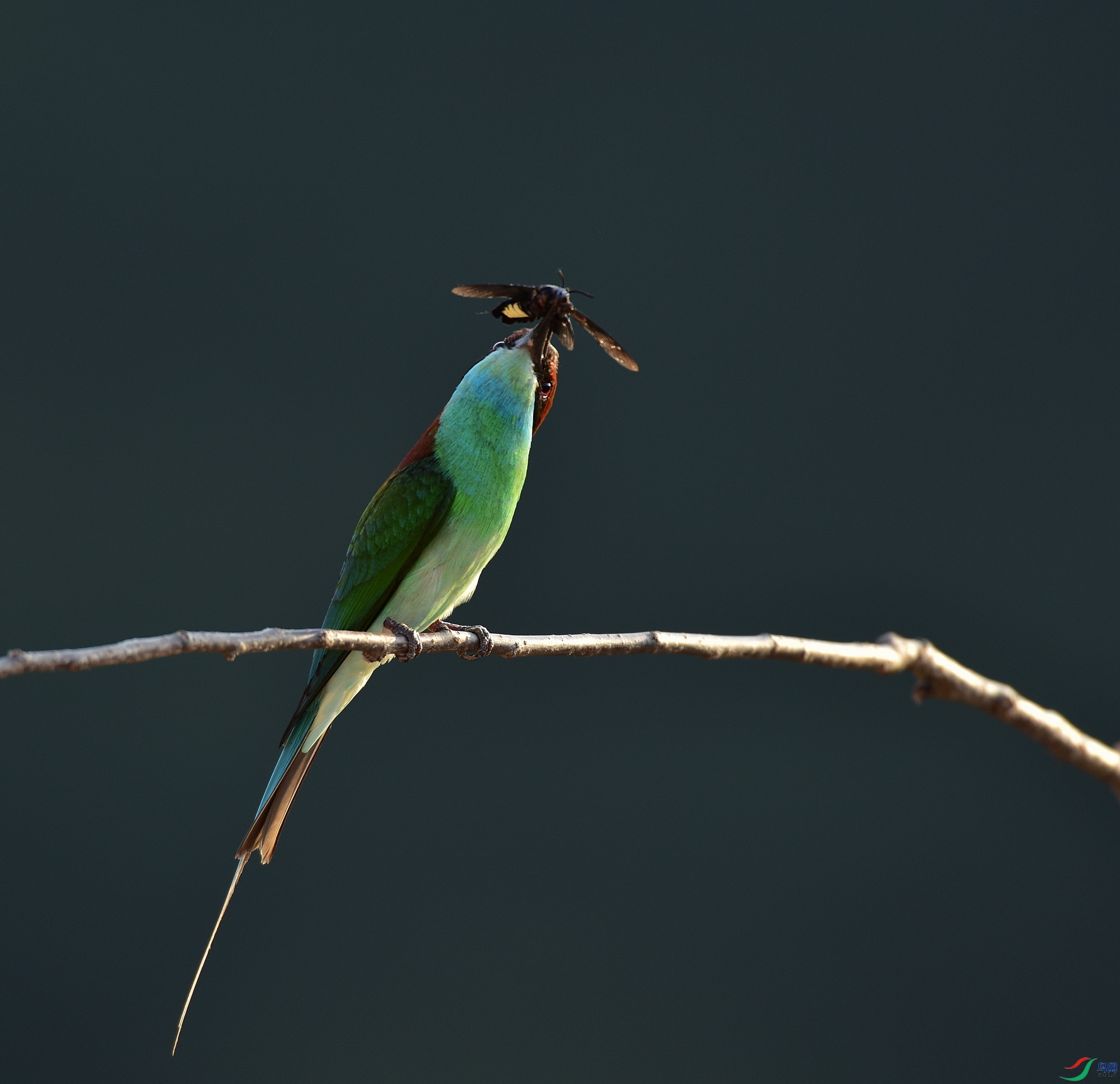 D8I_5334.jpg