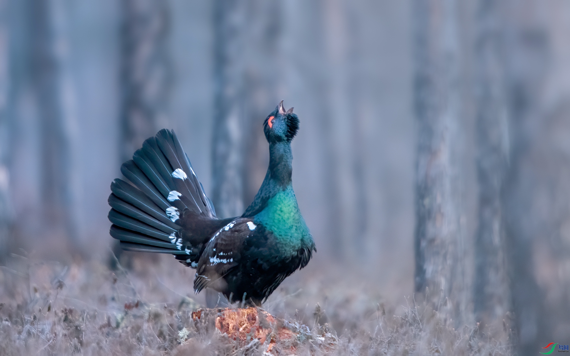 DSC_3707-1.jpg