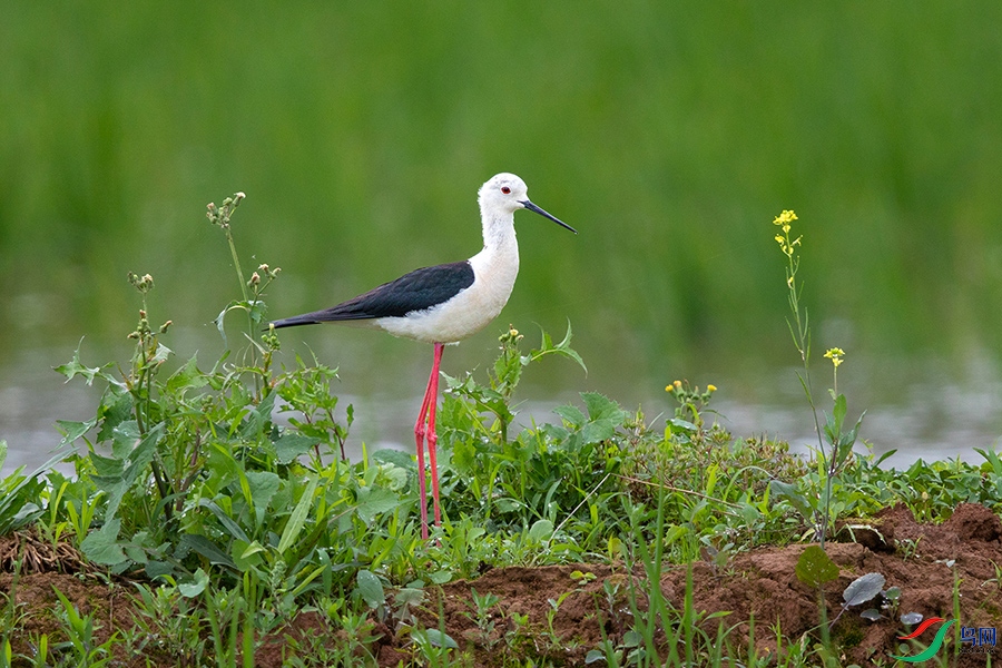 4X8A0416 ����.jpg