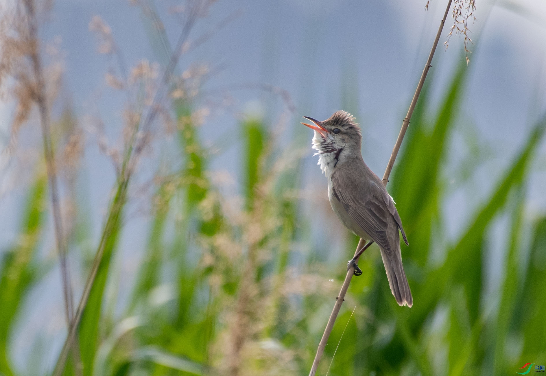 DSC_4427.jpg