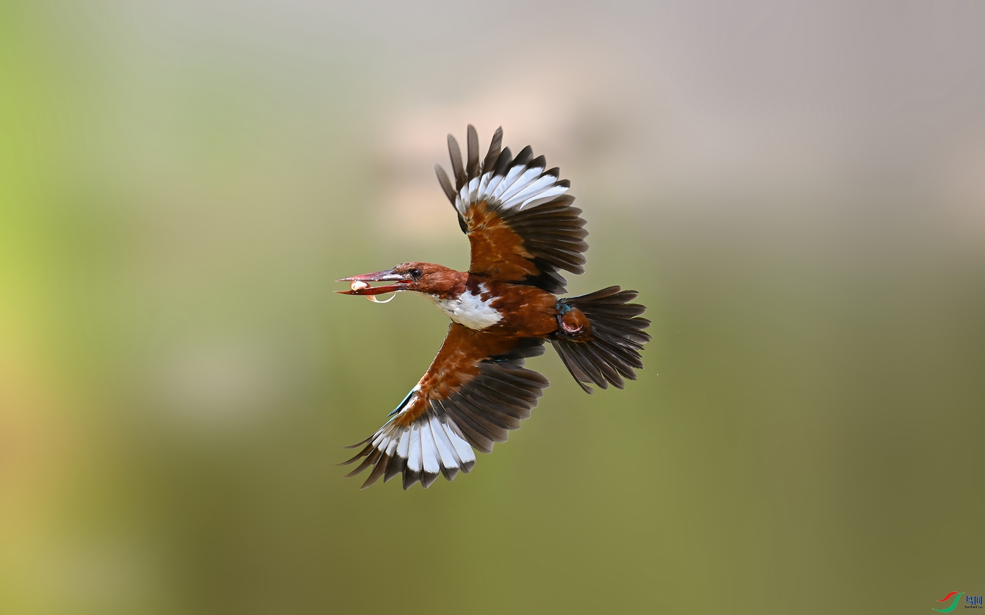 DSC_2255a ����.jpg