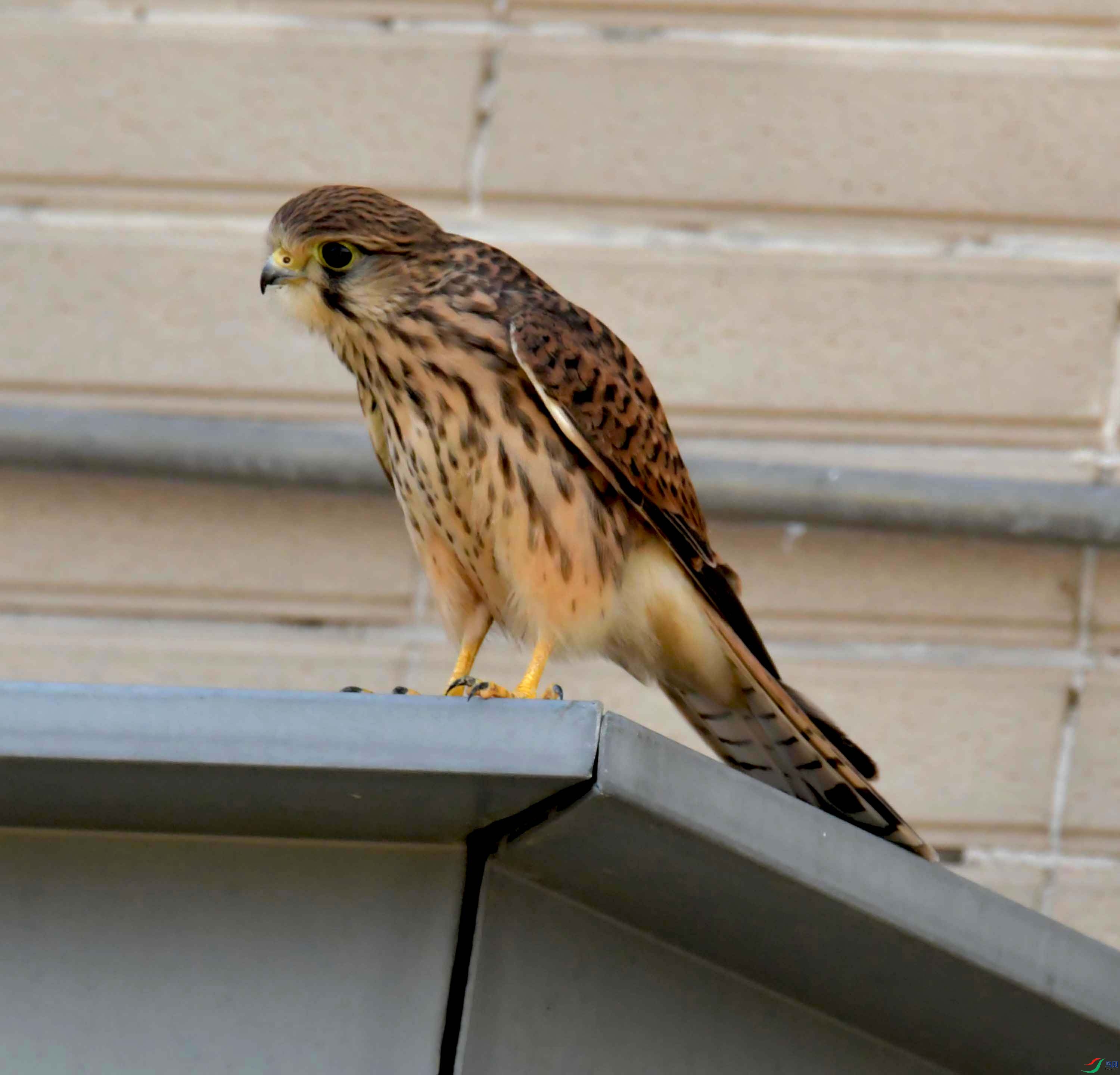 DSC_9246.JPG