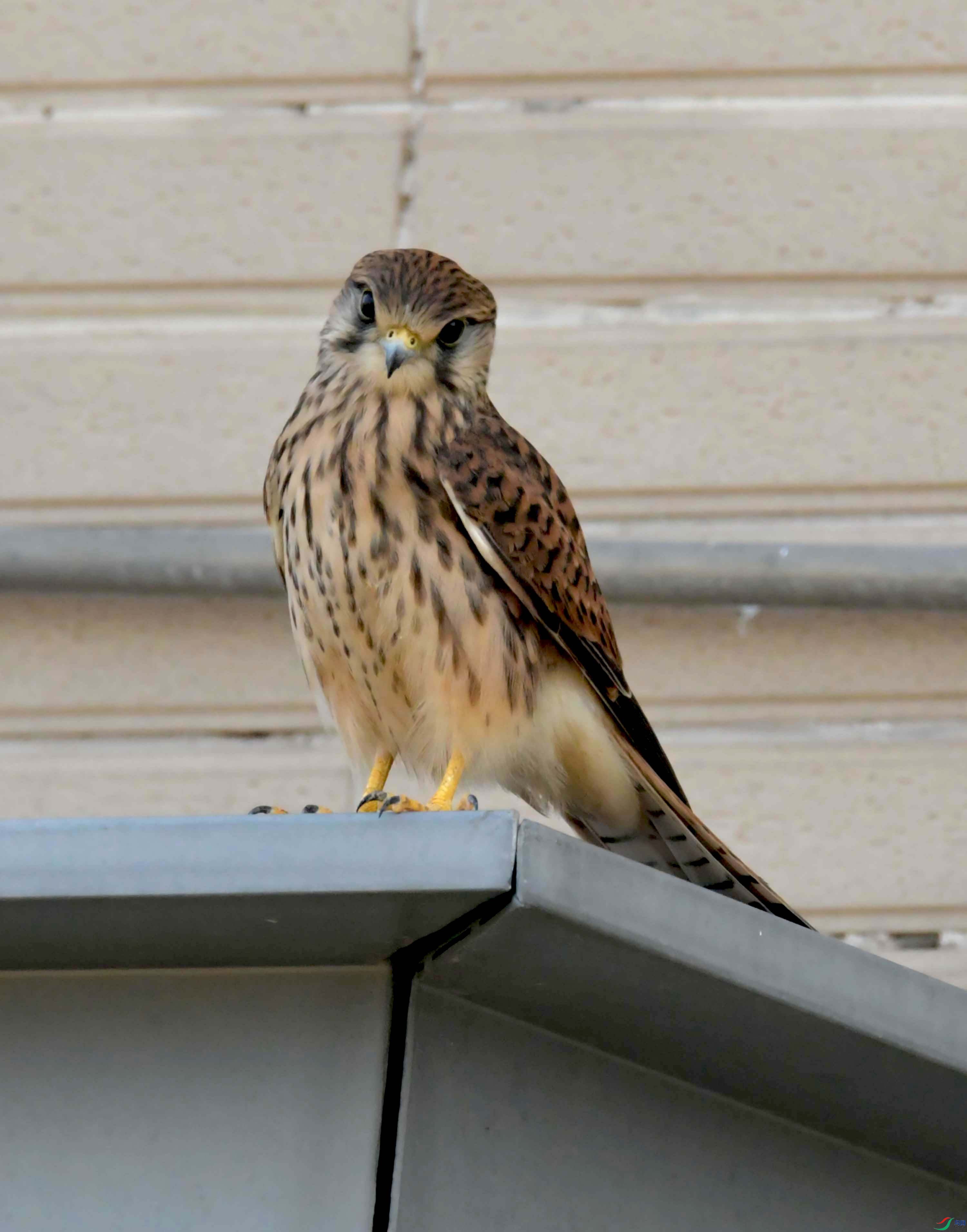DSC_9291.JPG