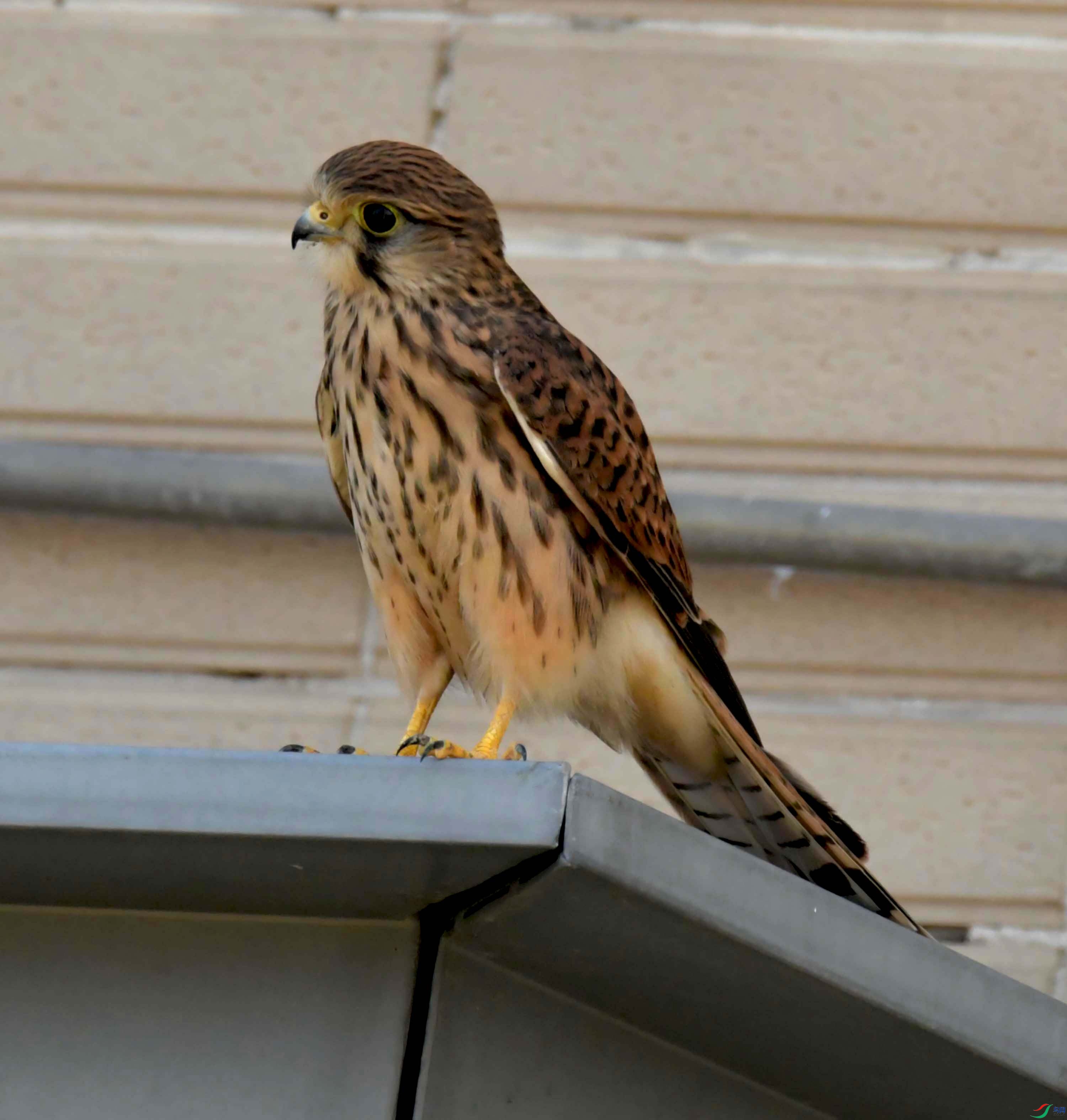 DSC_9245.JPG