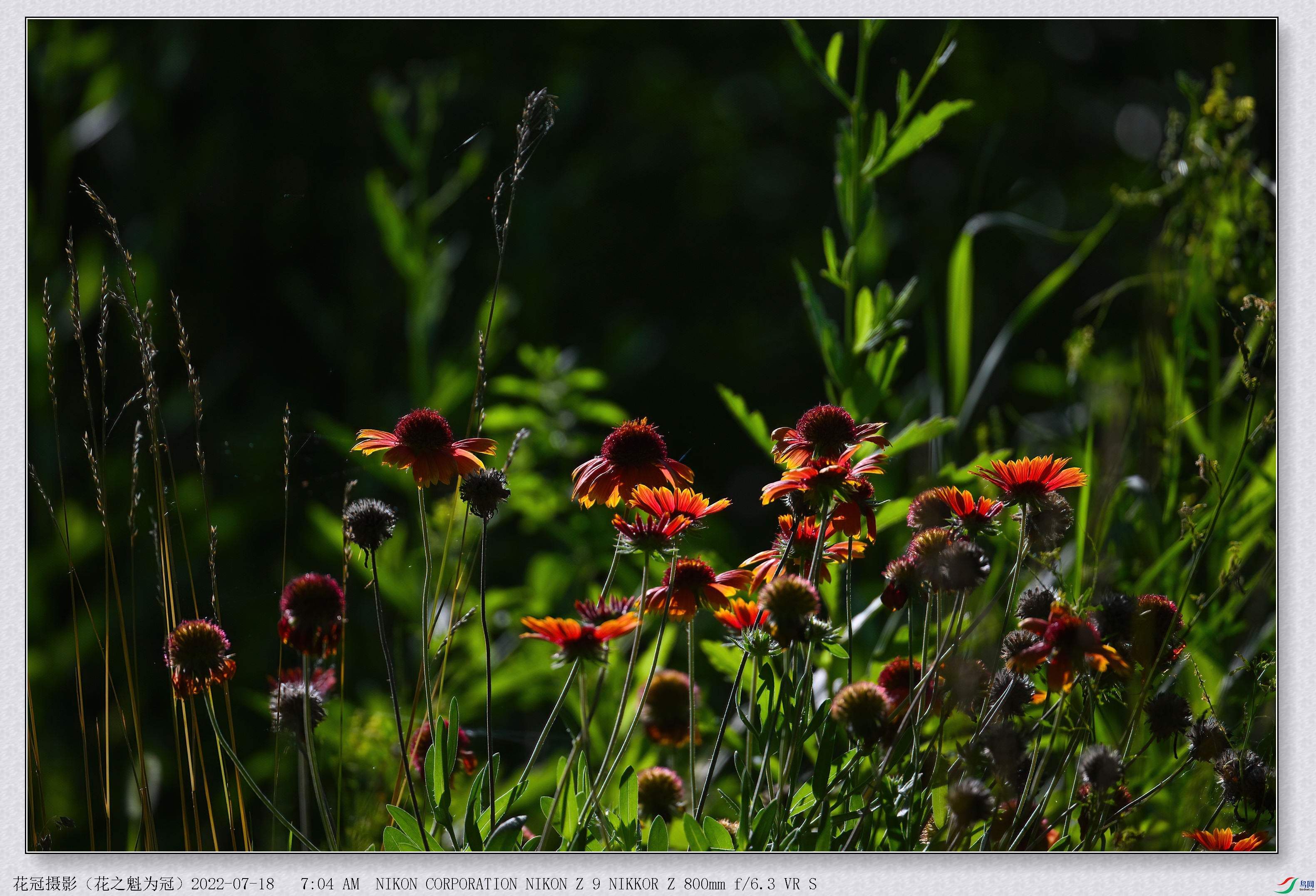 DSC_3131B-1-DeNoiseAI-low-light_����.jpg