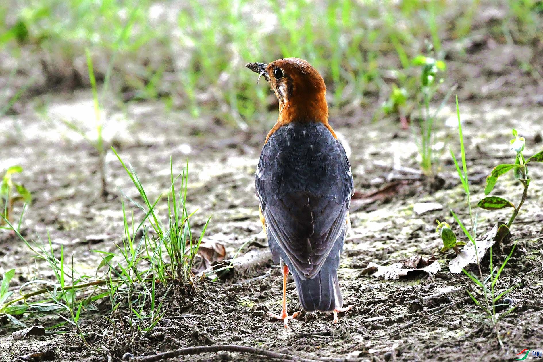 DSC_2308_����.jpg
