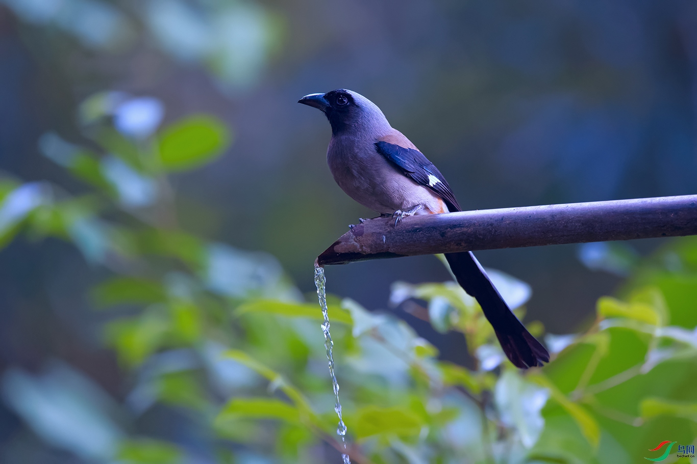 DSC_3540_DxOa.jpg