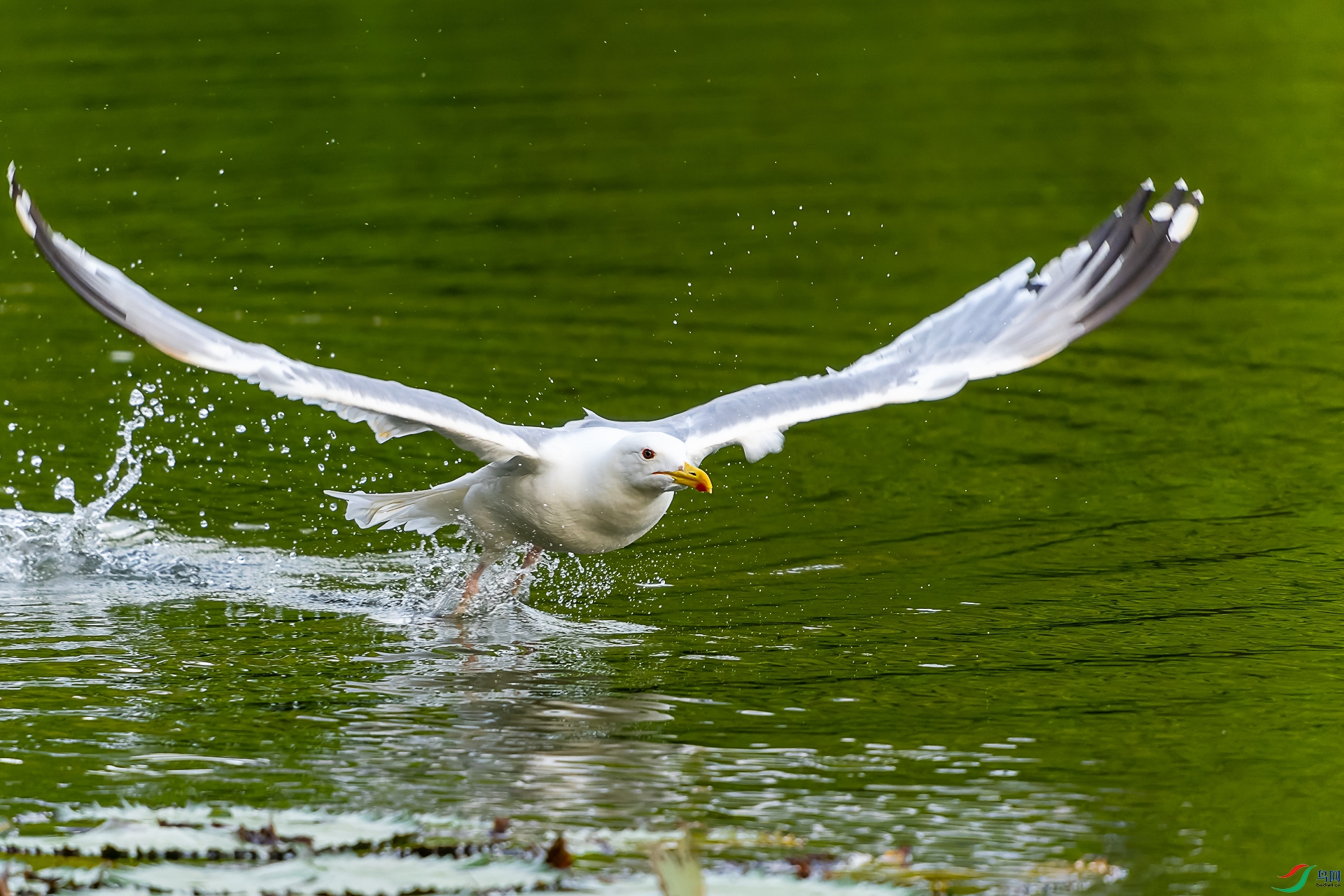 DSC03606-ARW_DxO_DeepPRIME-1.jpg
