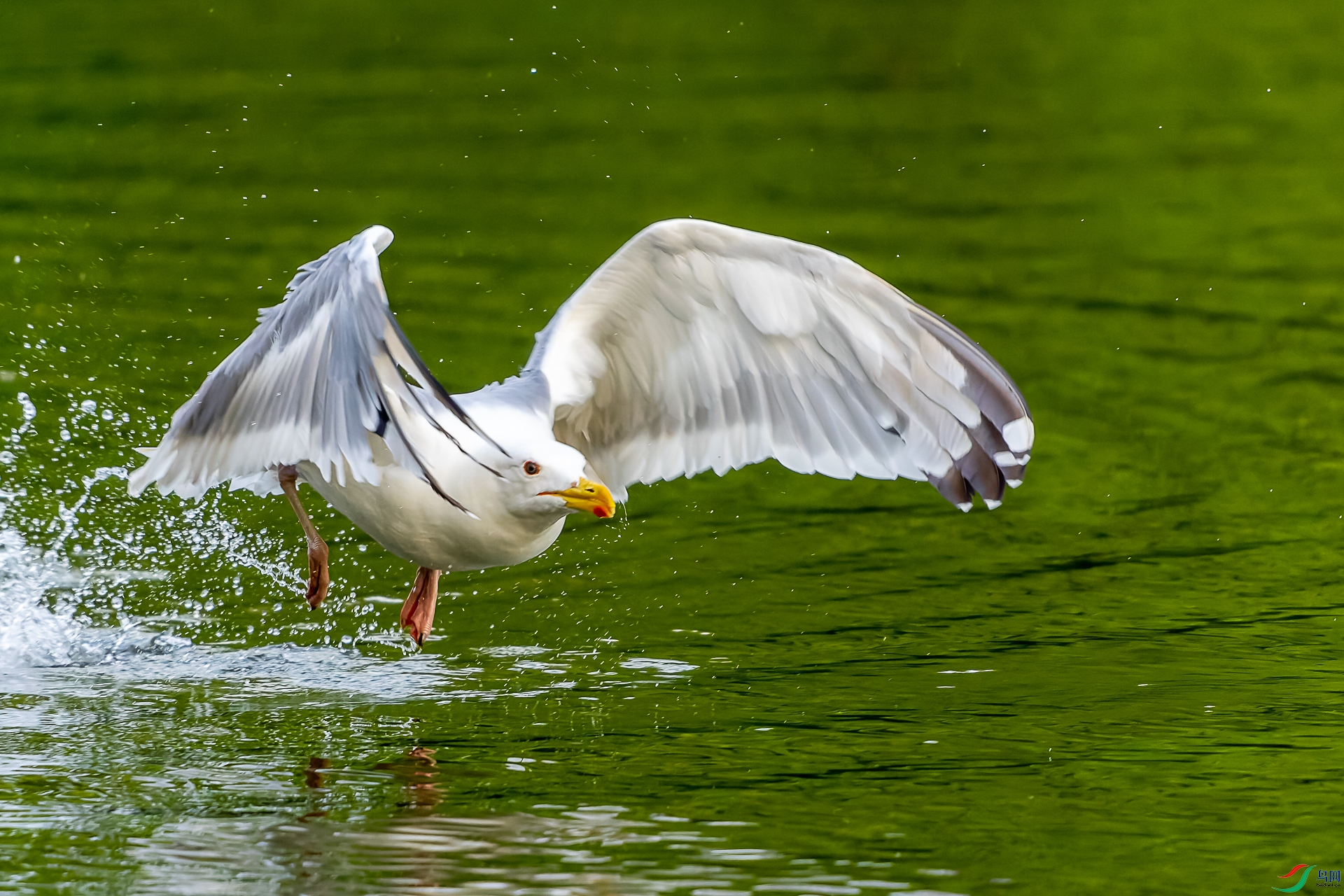 DSC03608-ARW_DxO_DeepPRIME-1.jpg