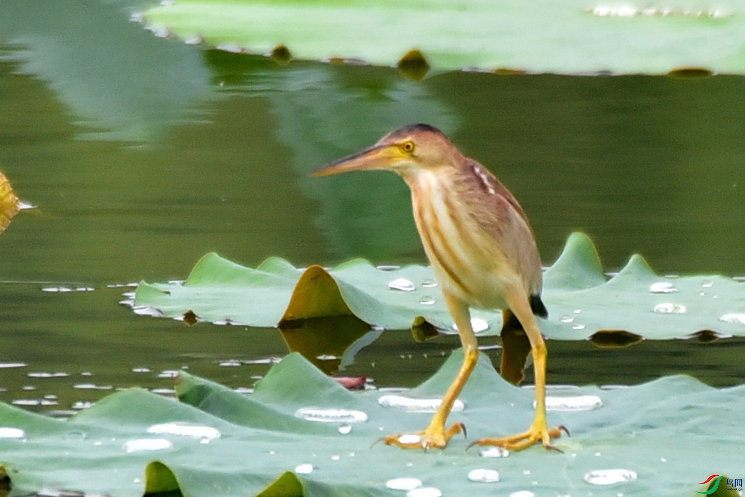 DSC_7198.JPG