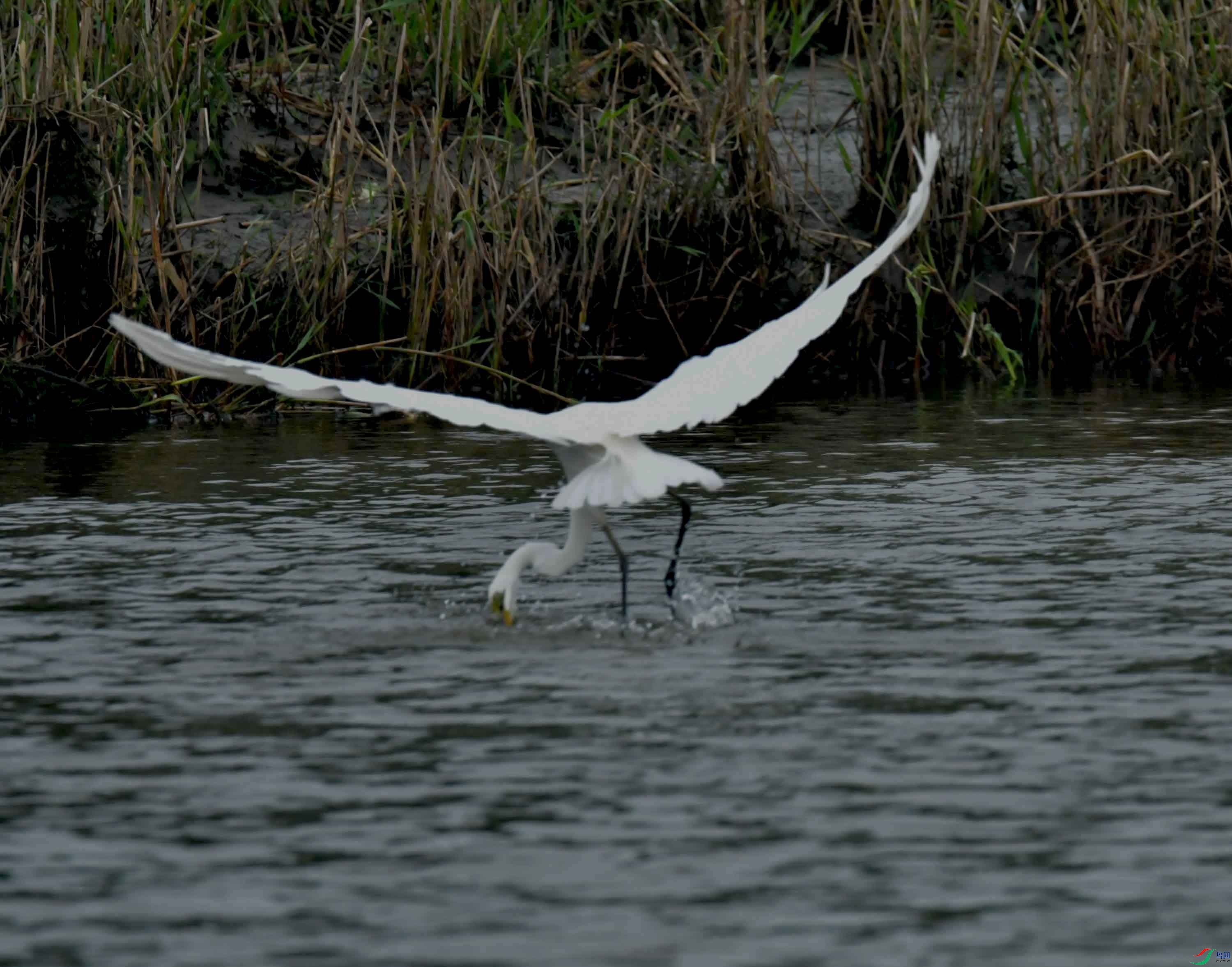 DSC_9978.JPG