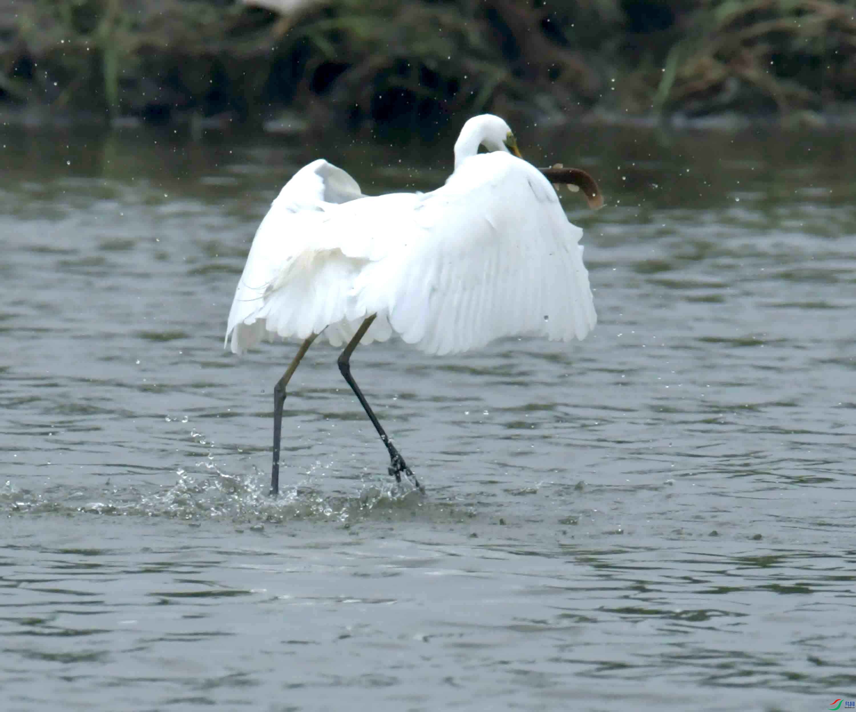 DSC_9988.JPG