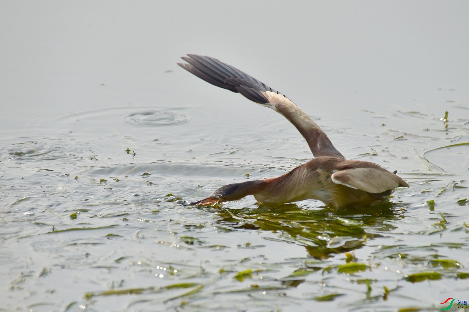 DSC_8815.JPG