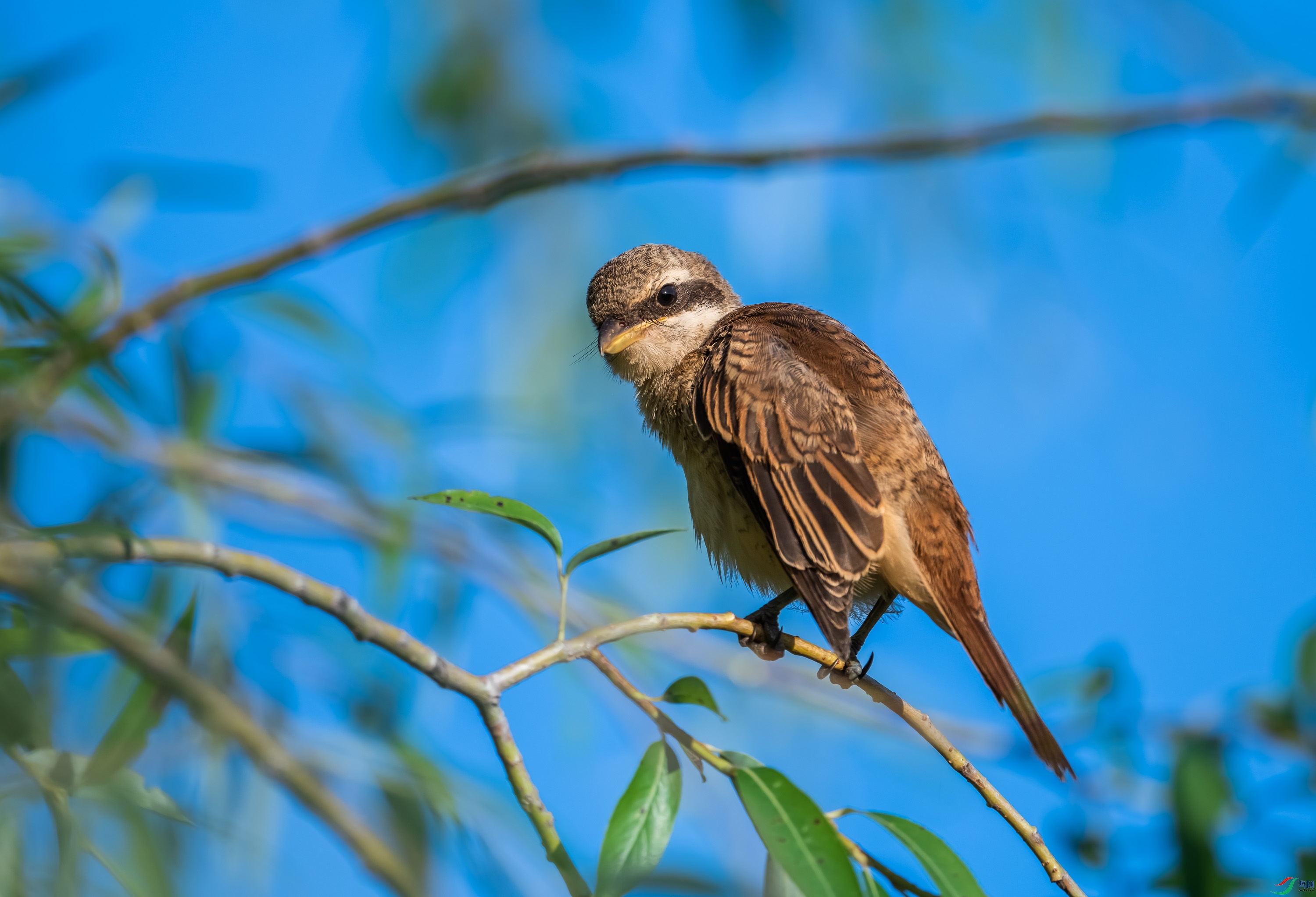 ��β����