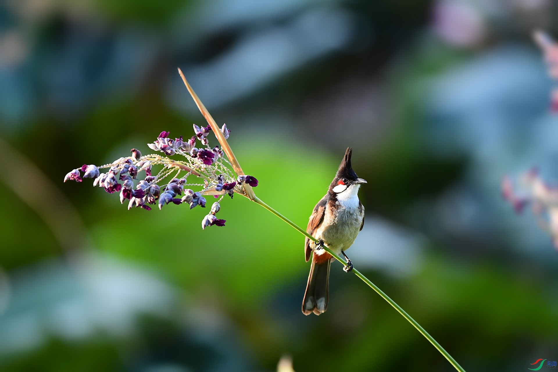 DSC_0370 ����.jpg