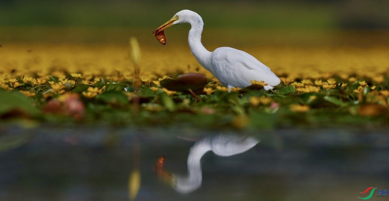 ��ʳ���а���