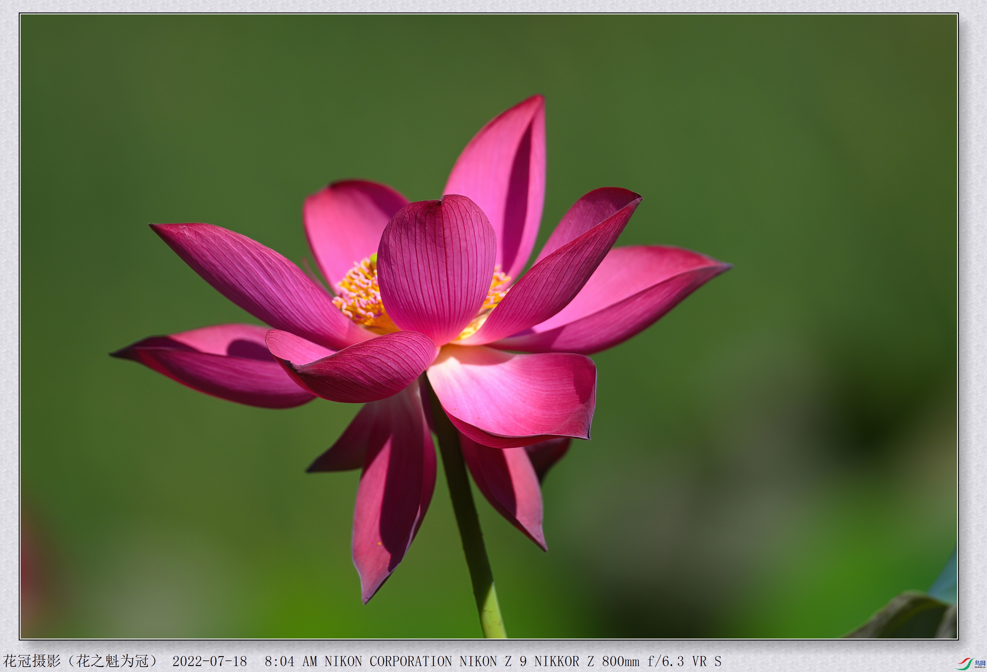 DSC_8741B-1-DeNoiseAI-low-light_����.jpg