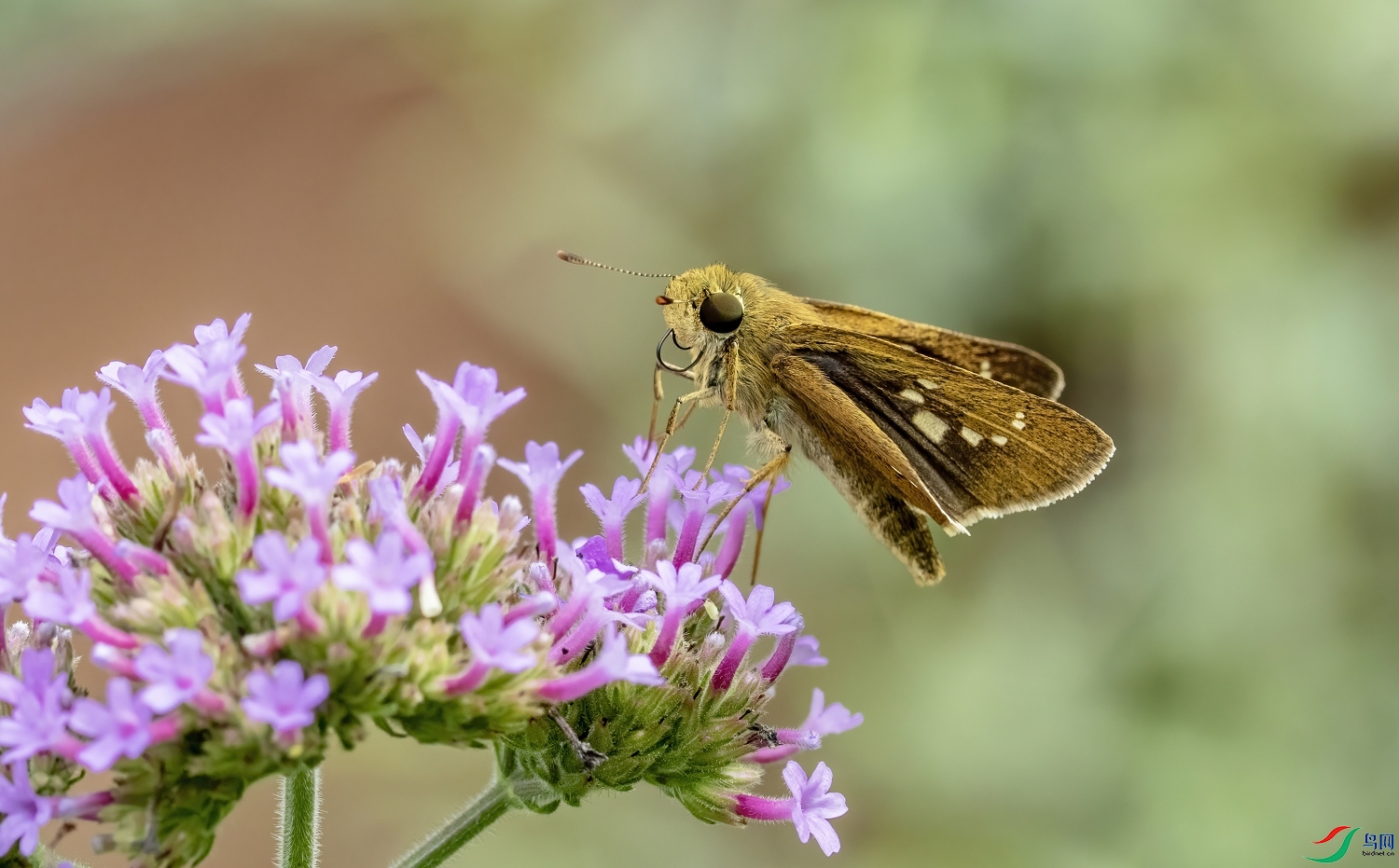 ֱ�Ƶ�Ū��a (2).jpg