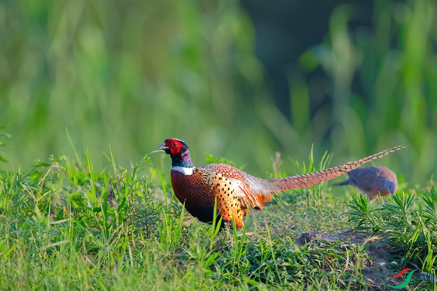 DSC_7530_DxOa.jpg