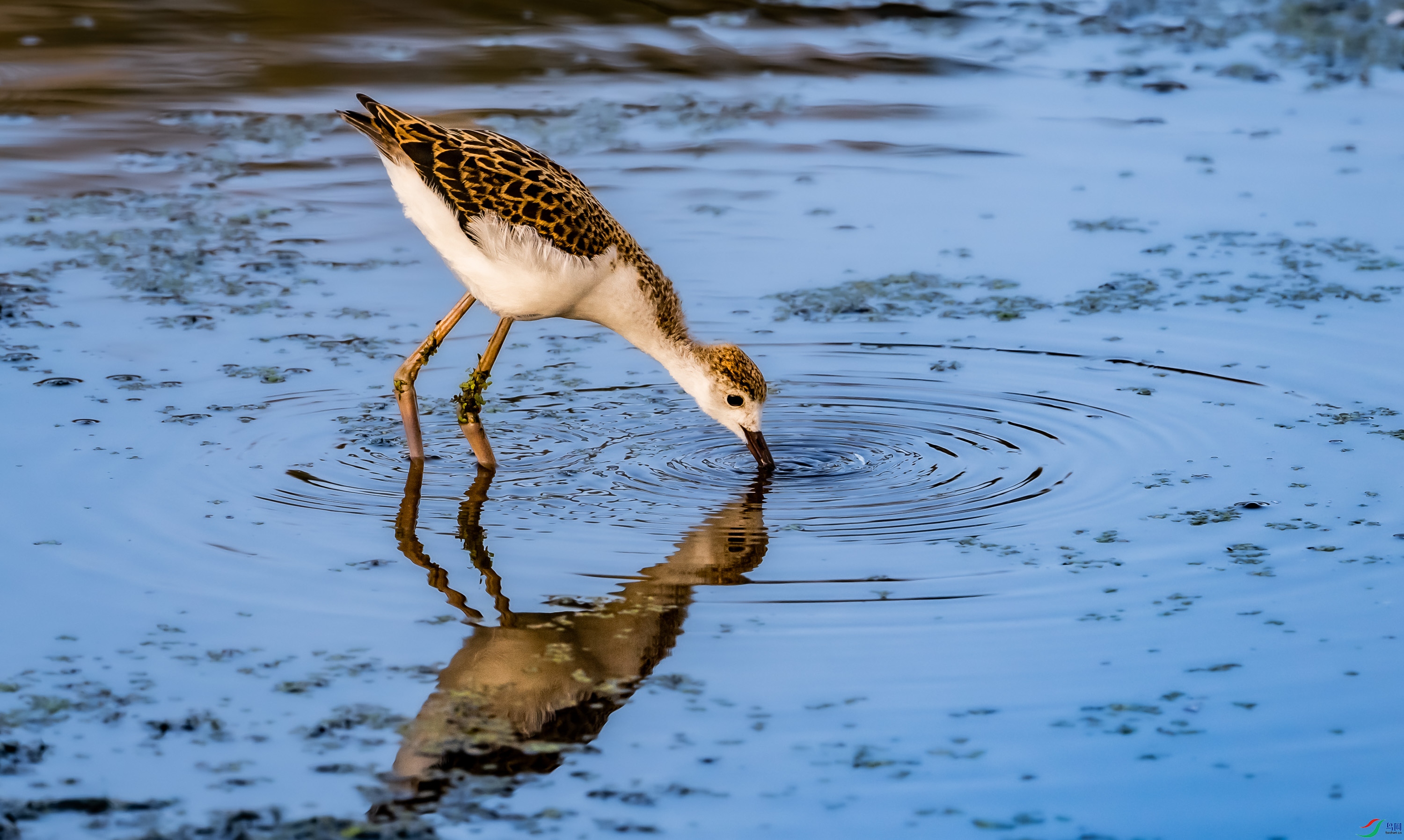 �ڳ᳤����