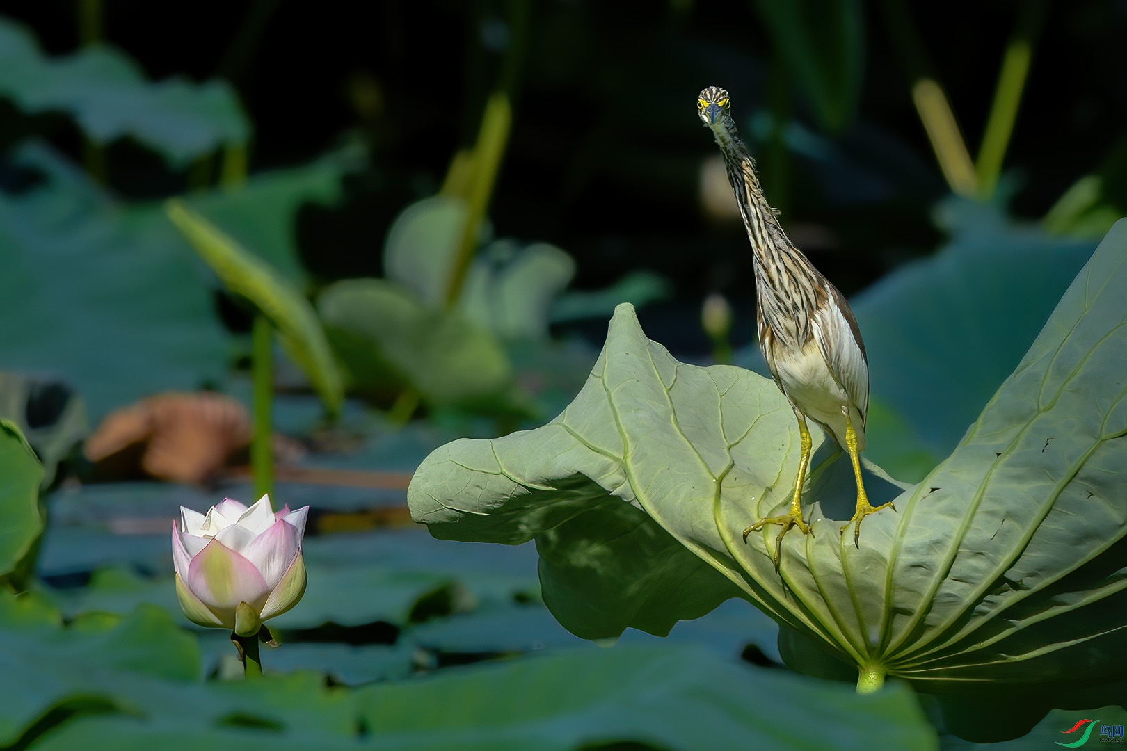 DSC_2147.jpg