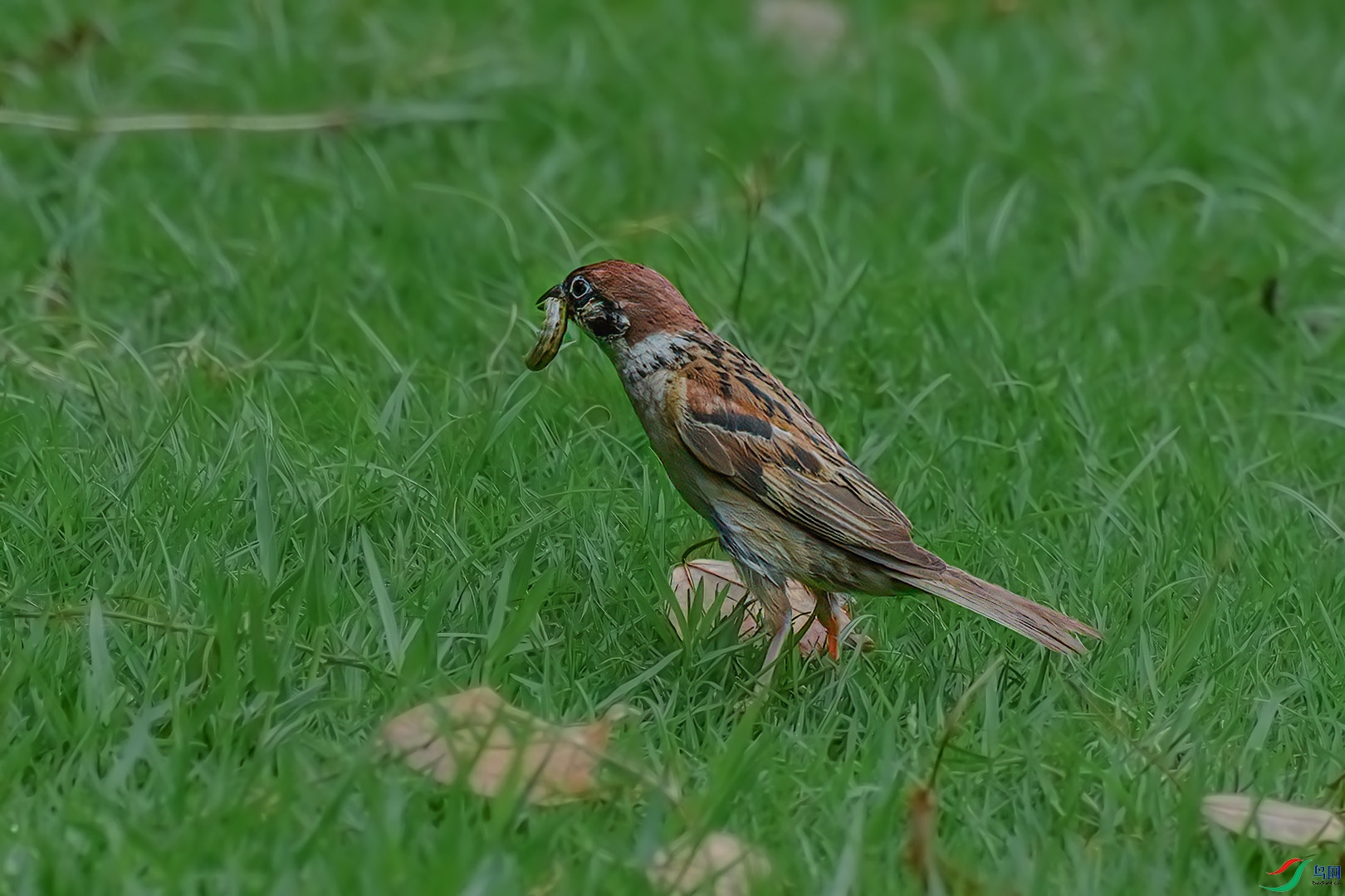DSC_3068.jpg