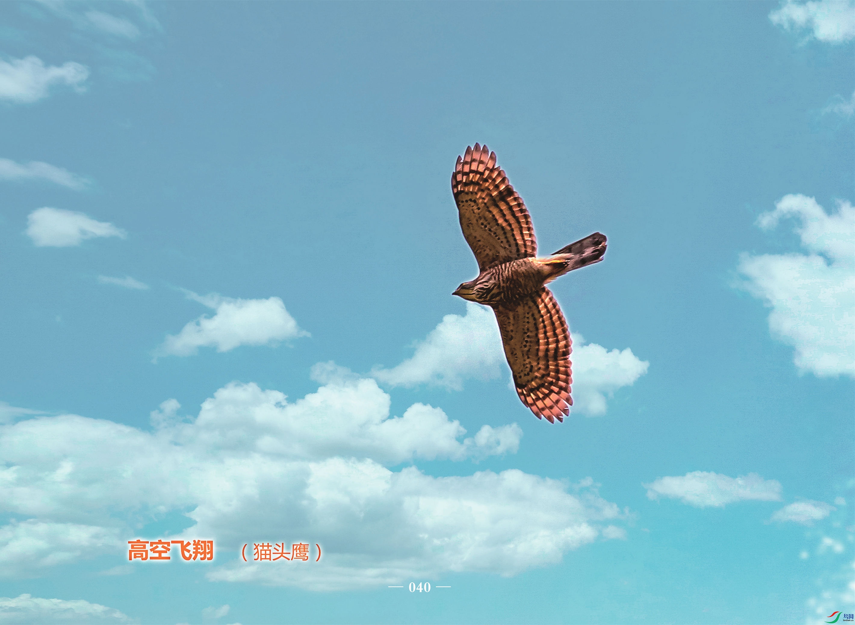 0040_�߿շ��裨èͷӥ������_����.jpg