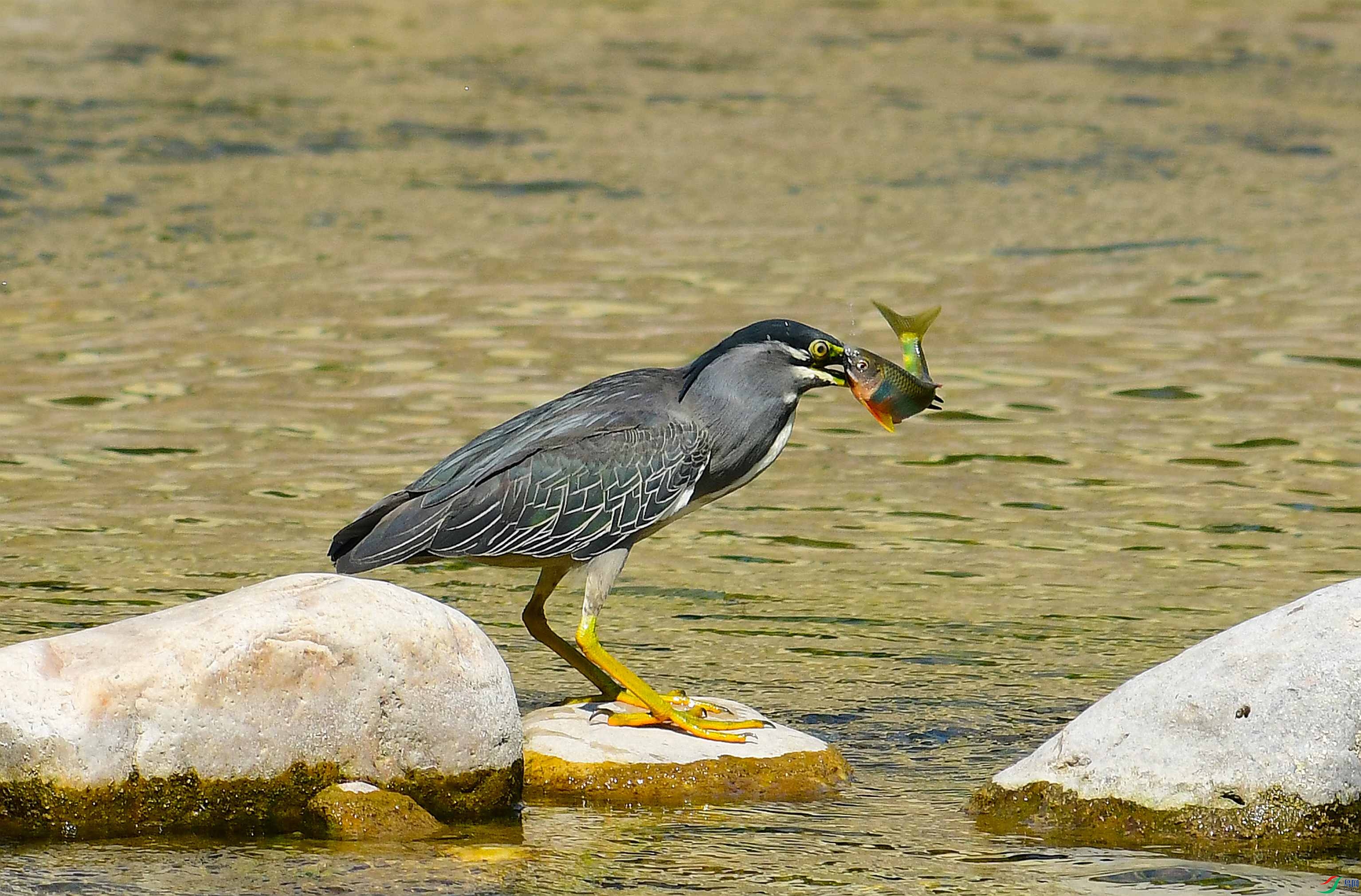 DSC_9649.JPG