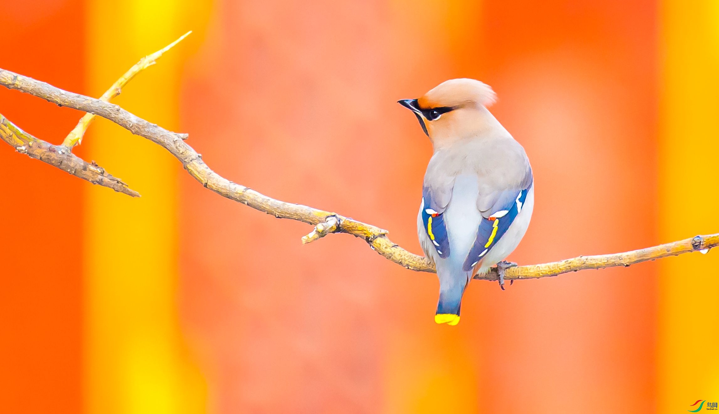 DSC_6319m.jpg